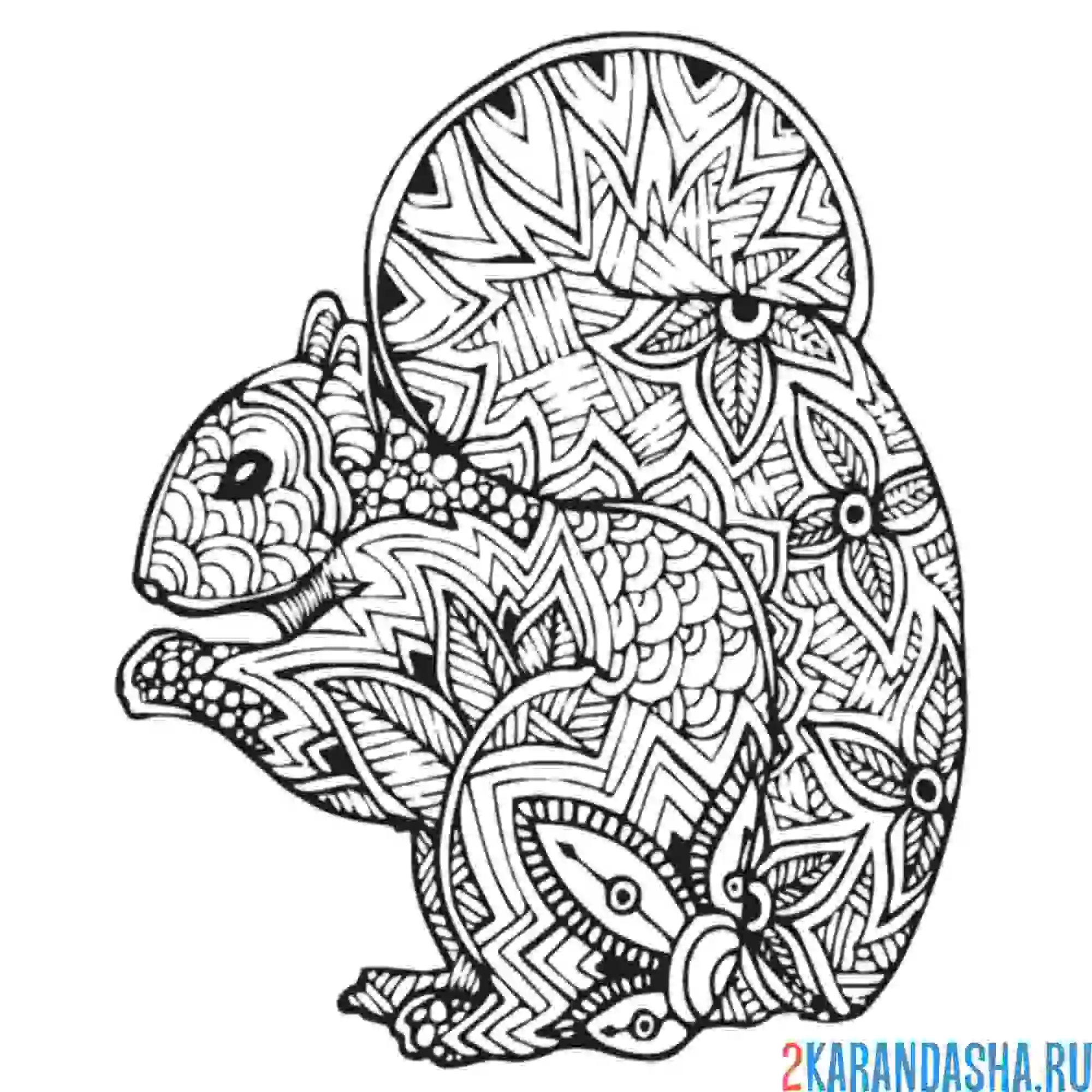 Раскраска белка