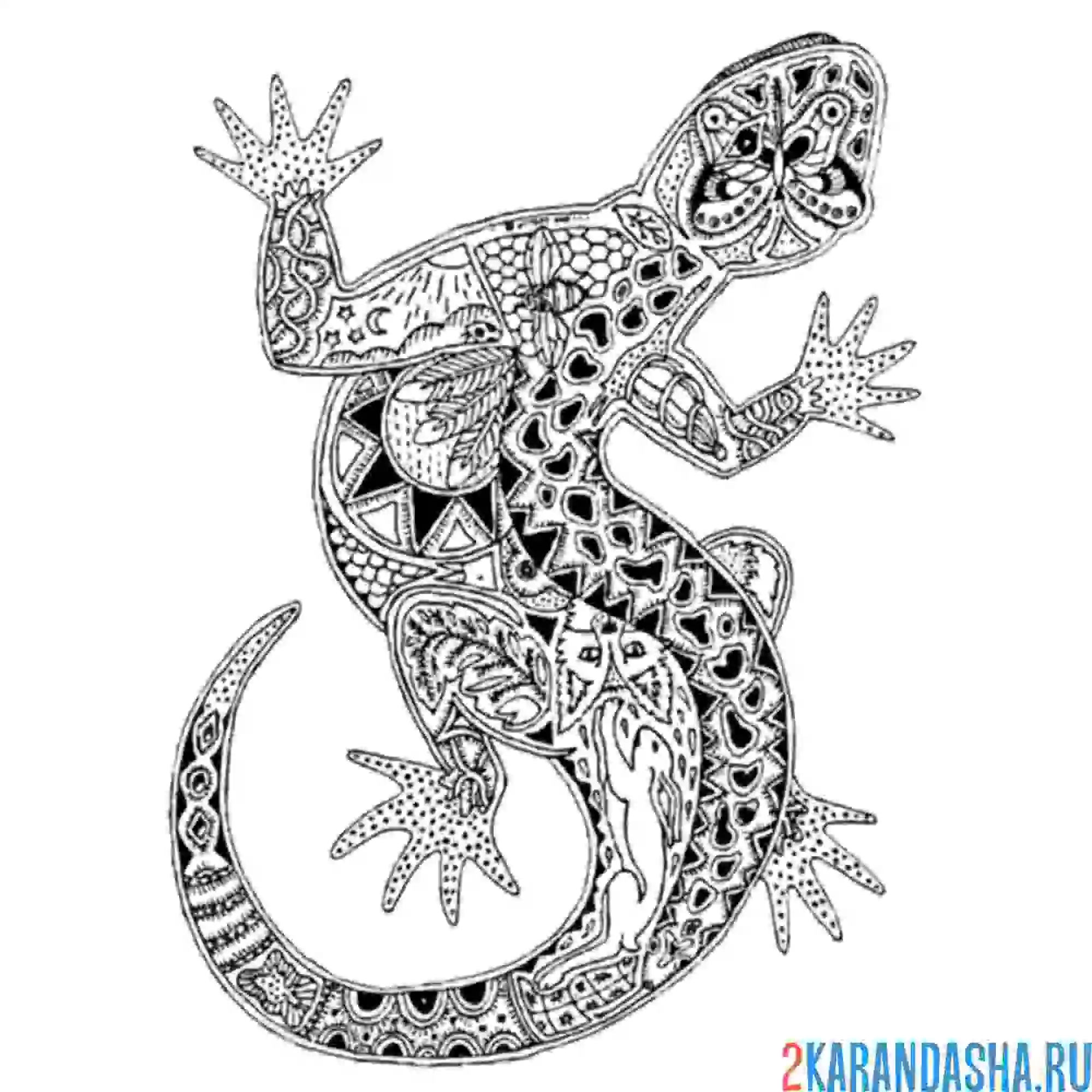 Раскраска ящерица