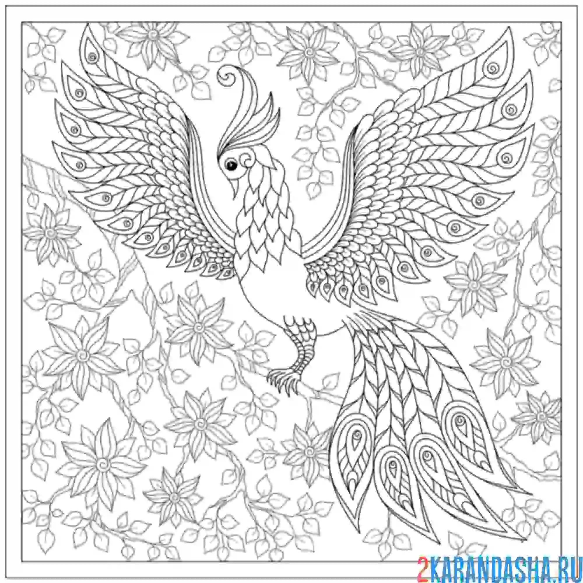 Раскраска птица с большим хвостом