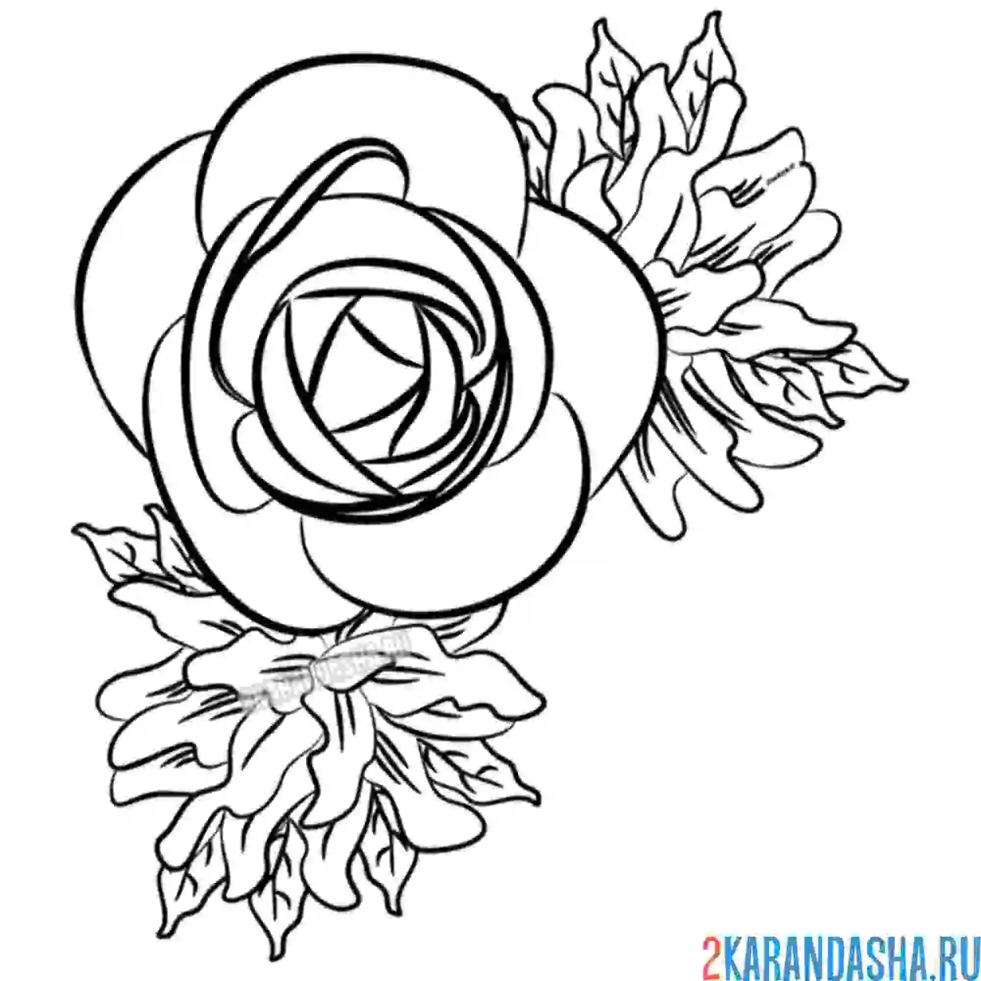 Раскраска роза распустилась