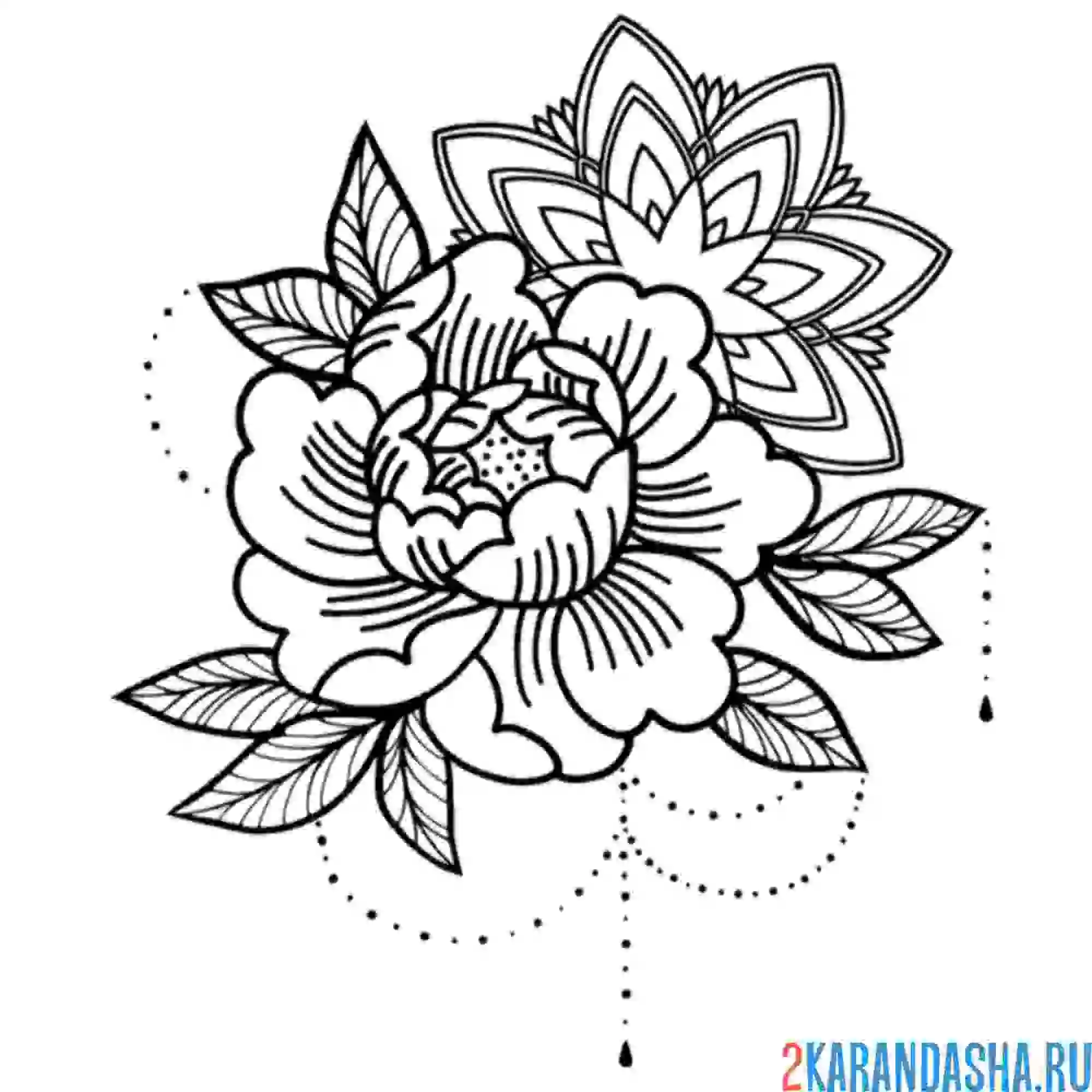 Раскраска пионы