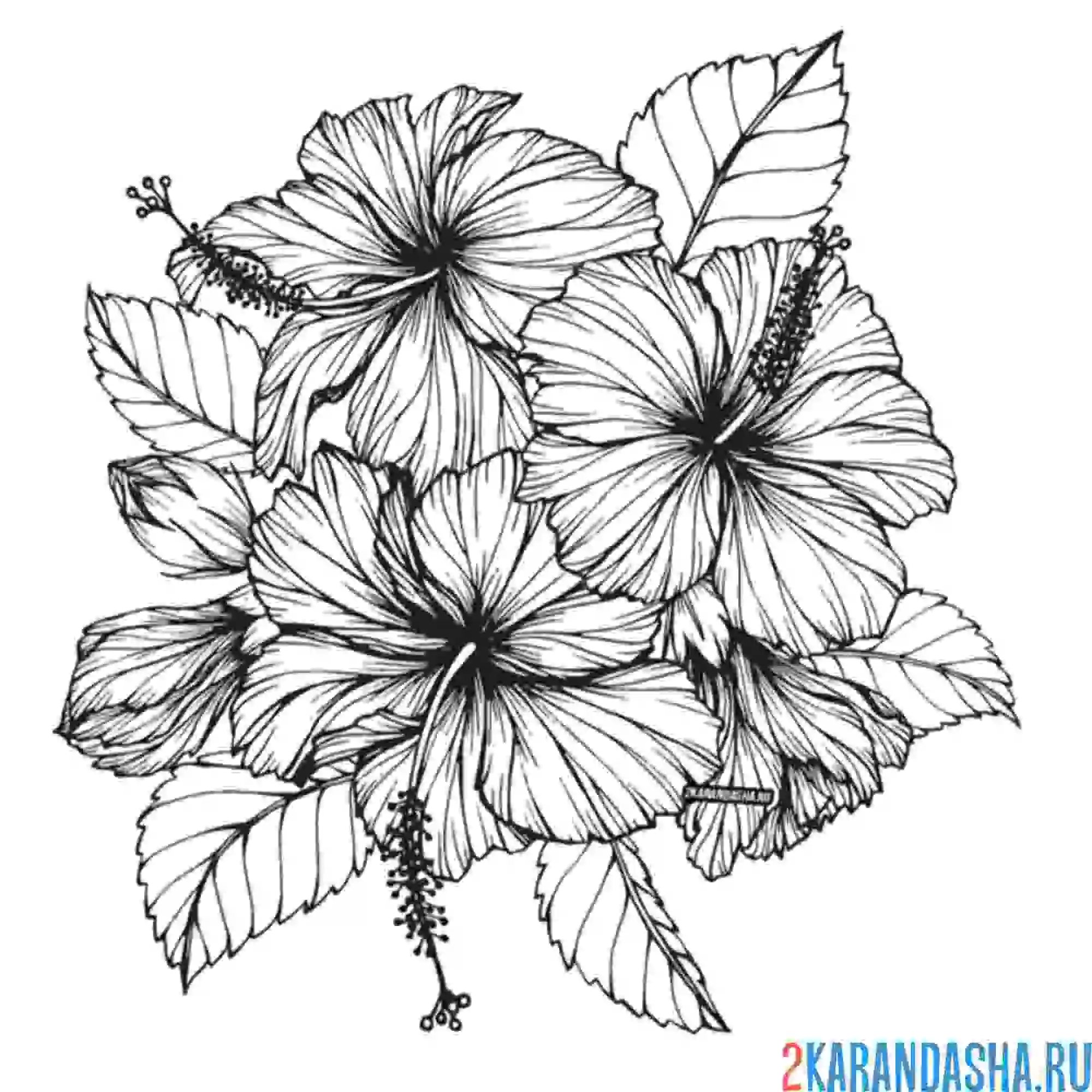 Раскраска гибискус