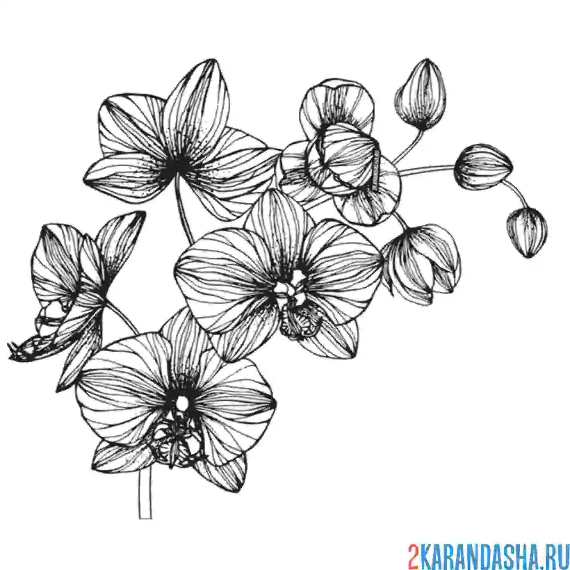 Раскраска орхидея