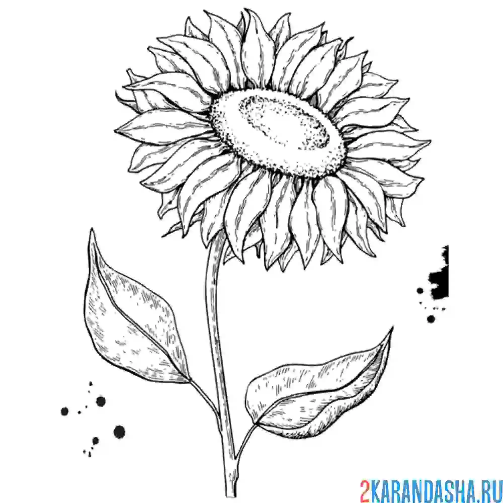 Раскраска подсолнух цветок