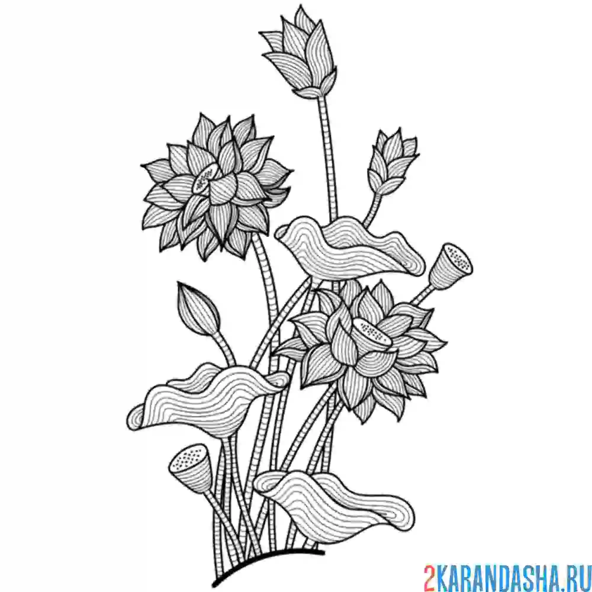 Раскраска лотос антистресс