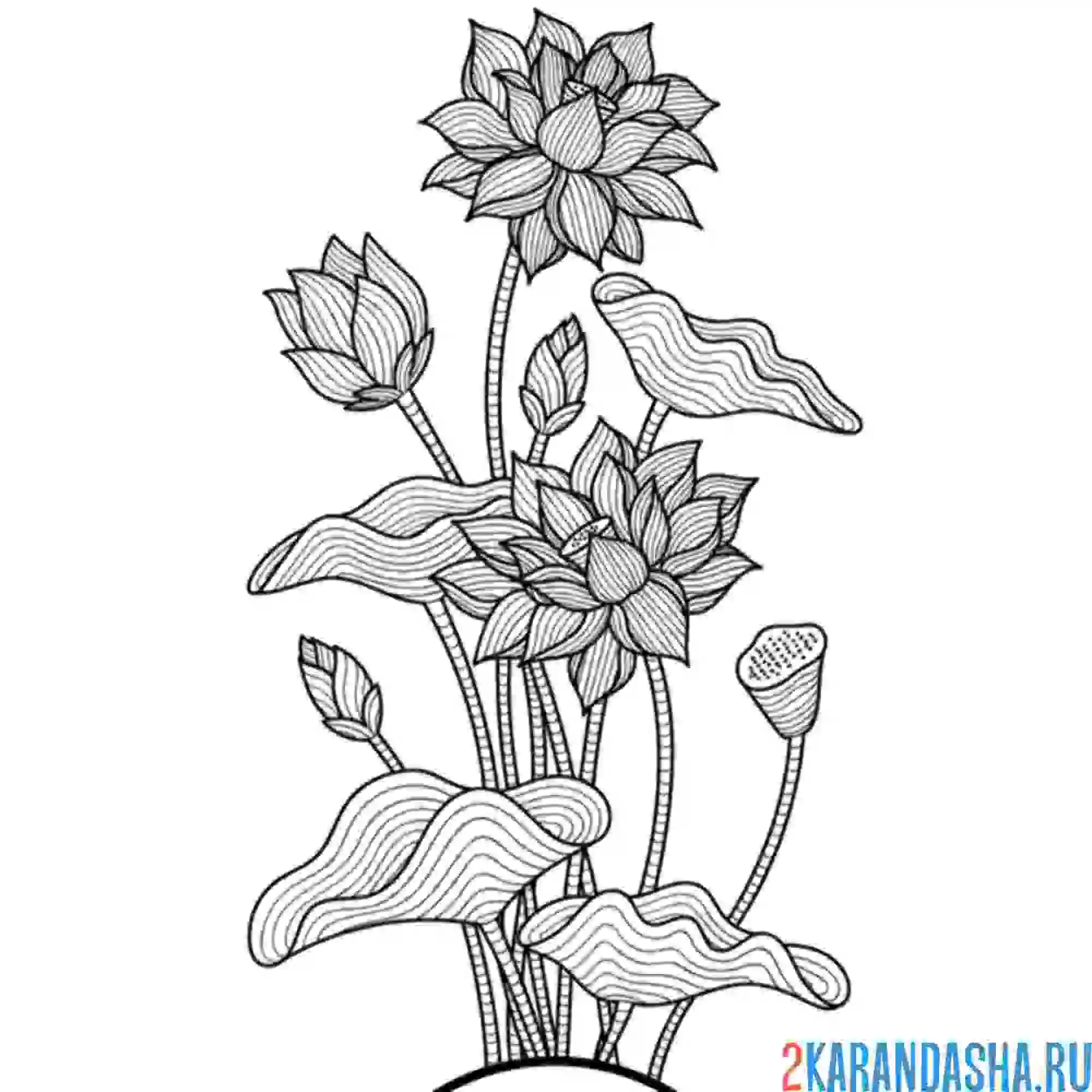 Раскраска антистресс лотос