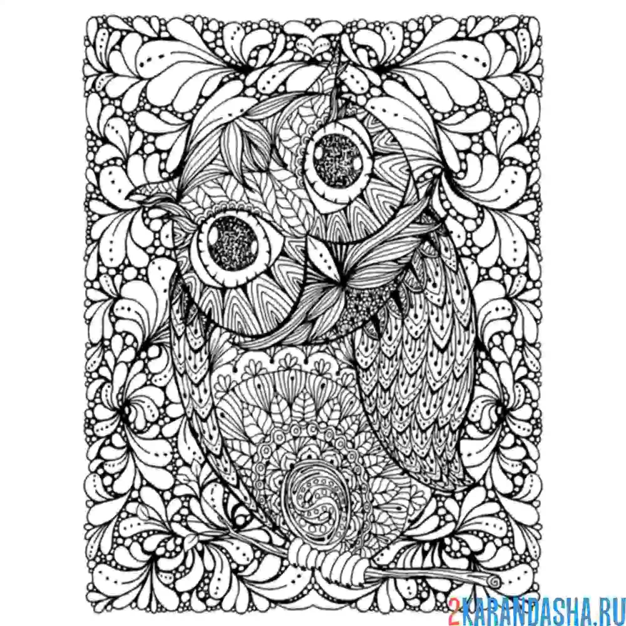 Раскраска сова смотрит на тебя