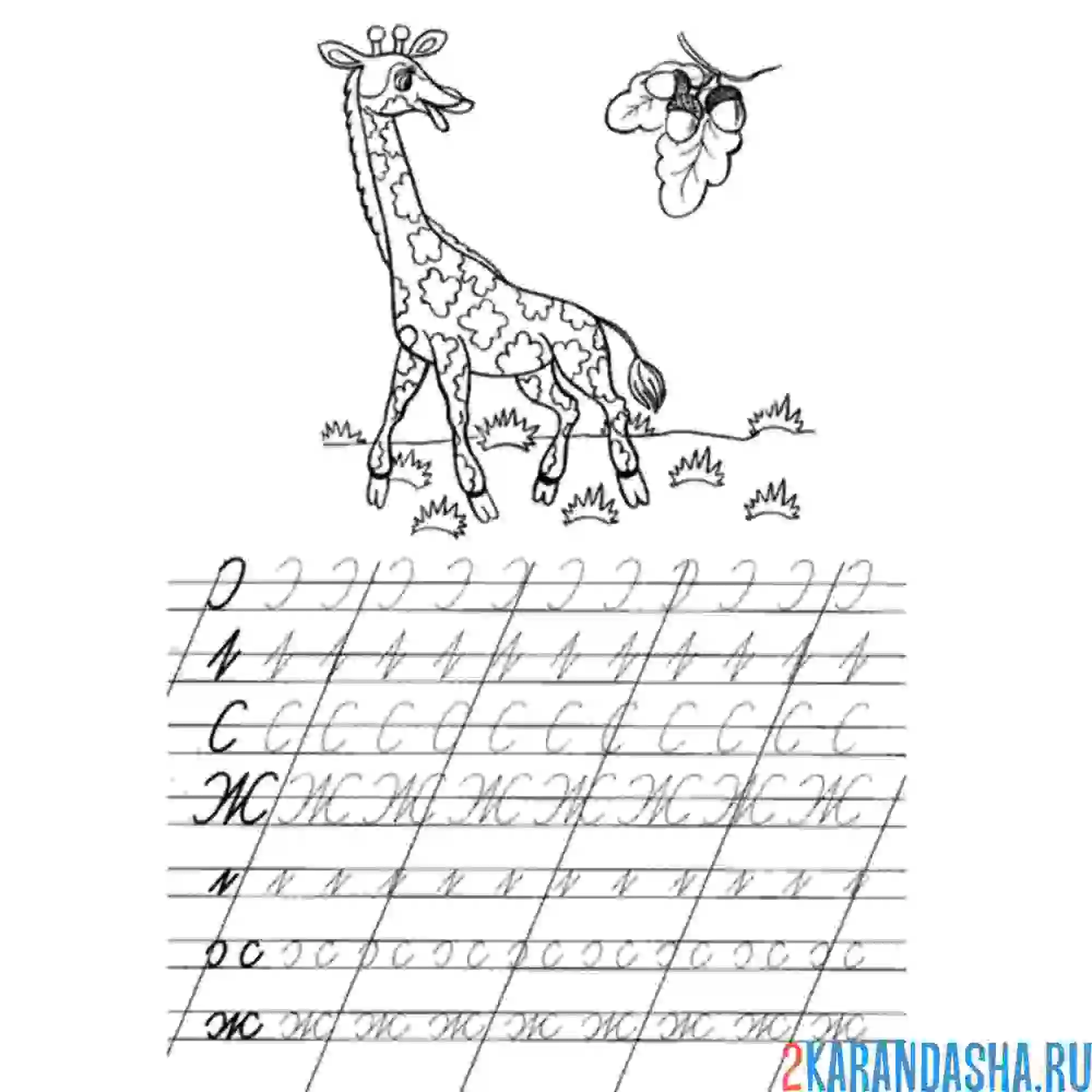 Раскраска пропись с буквой ж