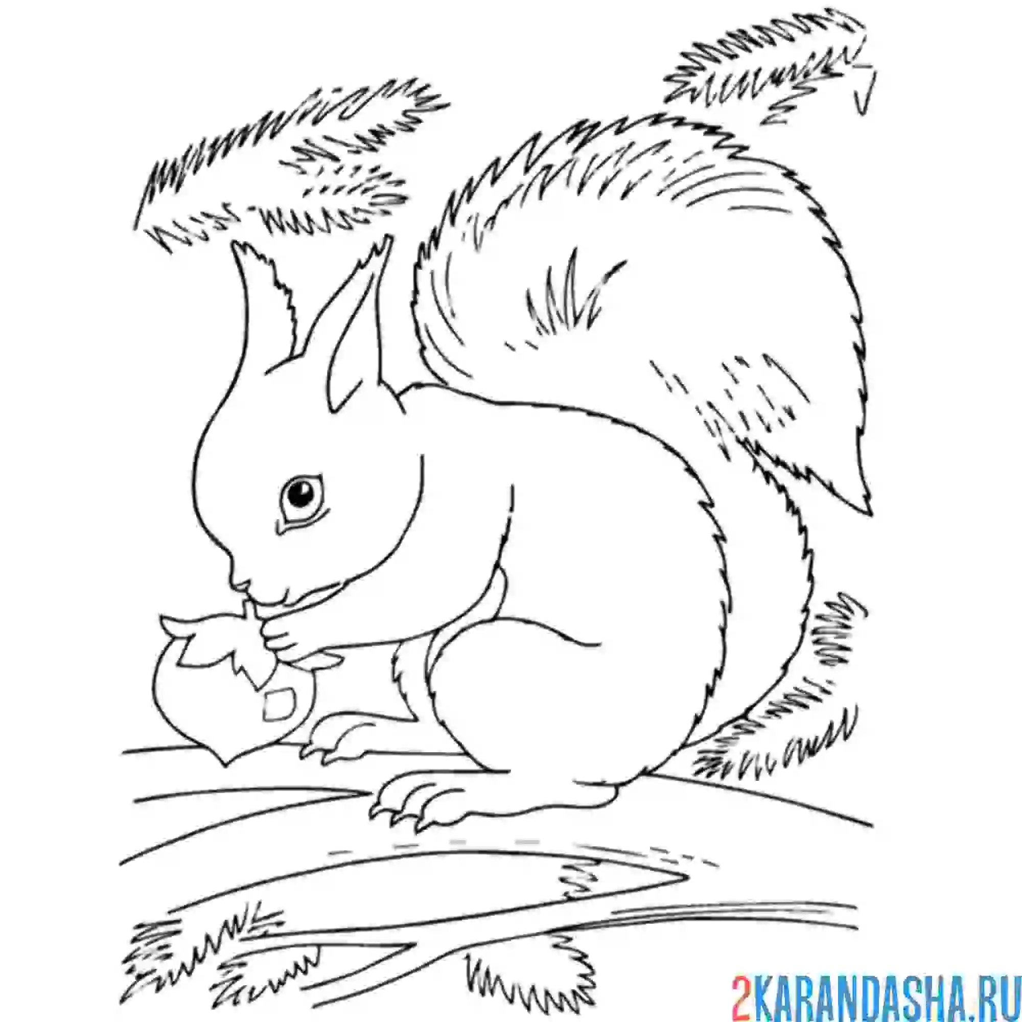 Раскраска настоящая белка в лесу