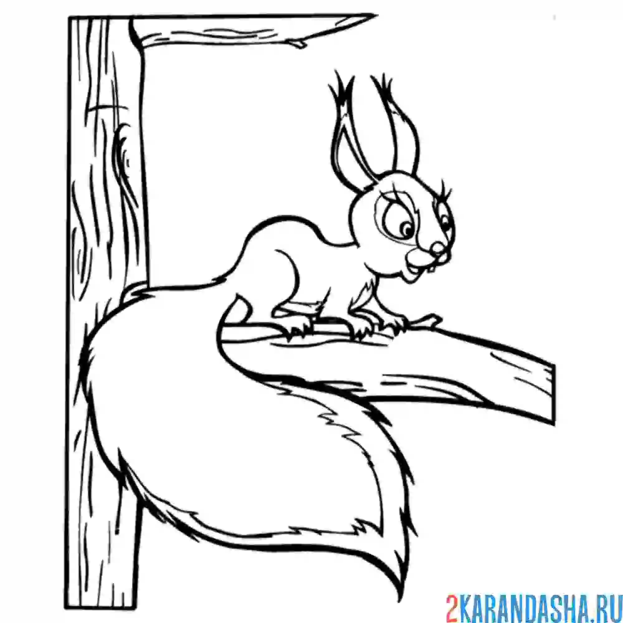 Раскраска белочка смотрит