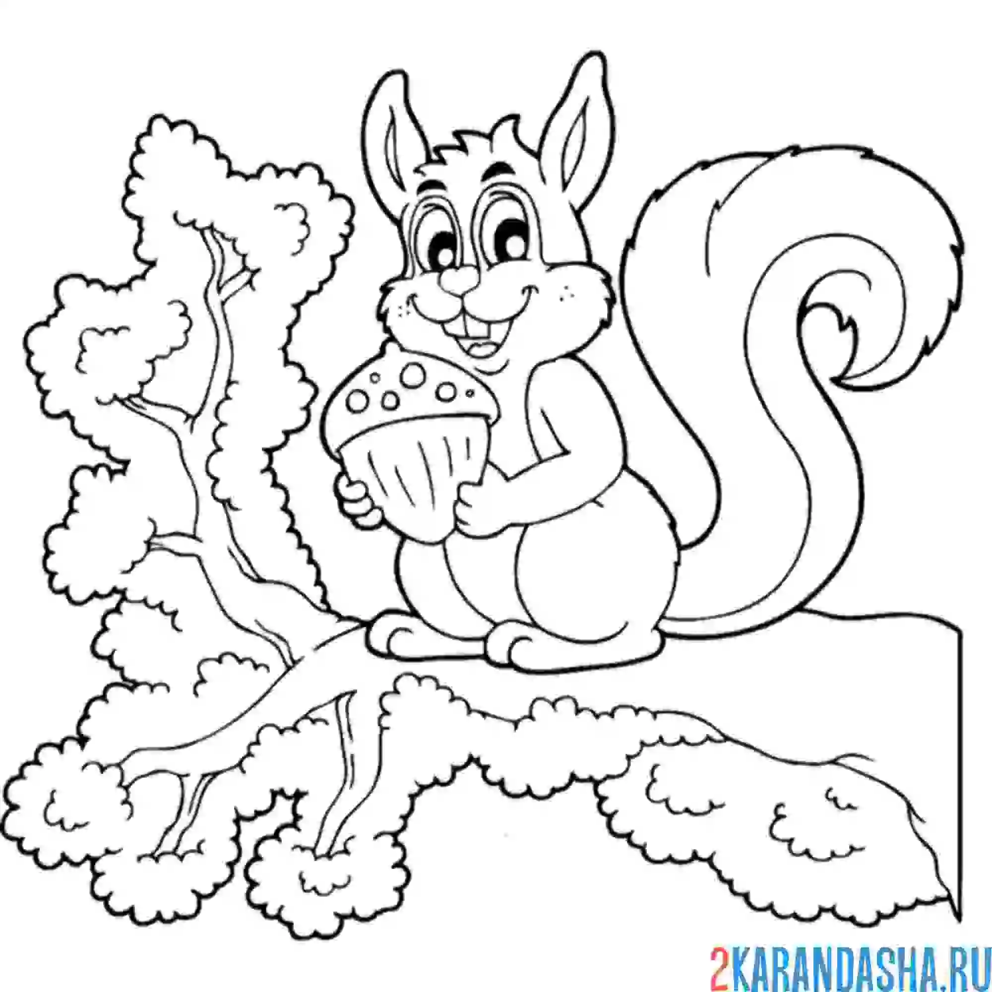 Раскраска белка в лесу на ветке