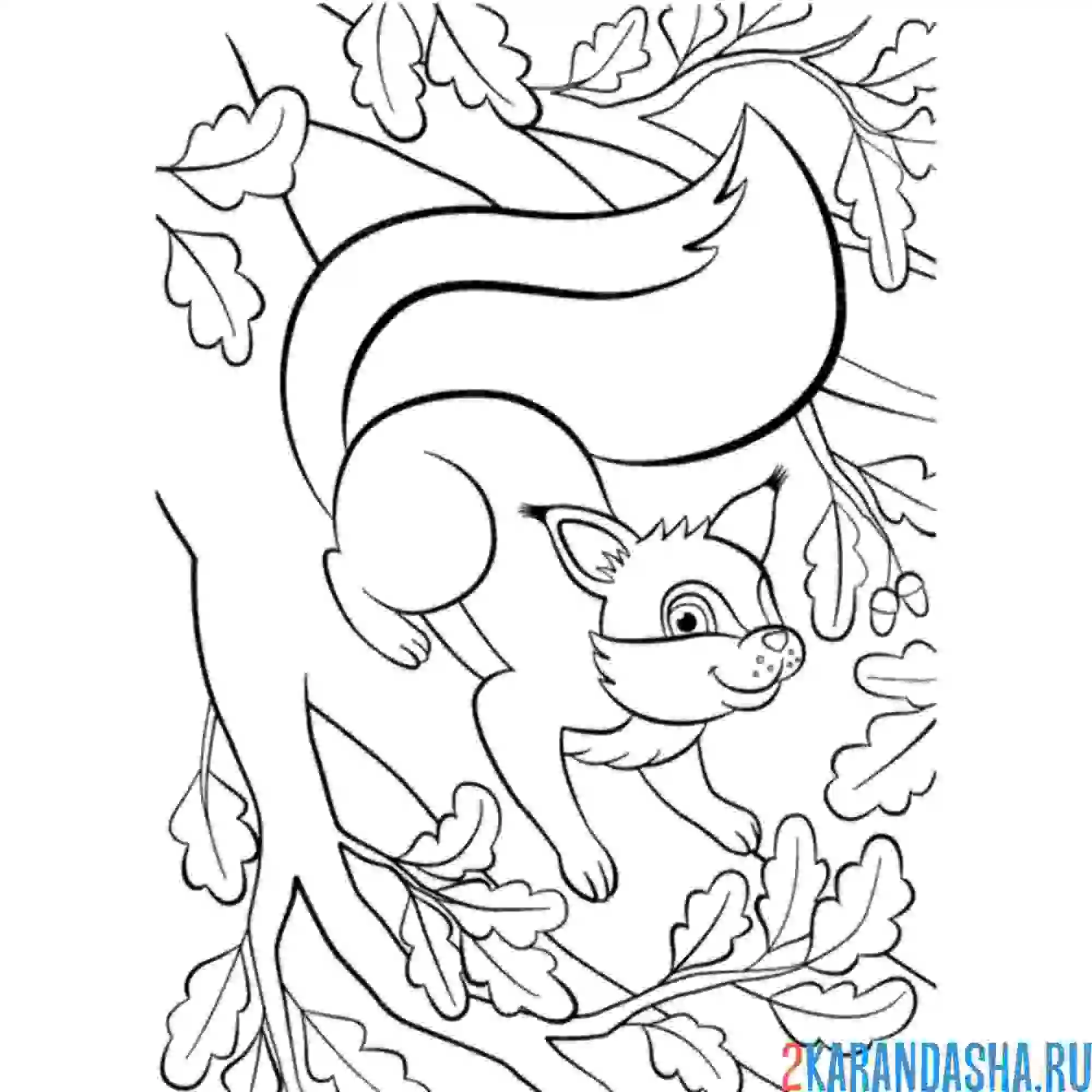 Раскраска белочка скачет по дереву