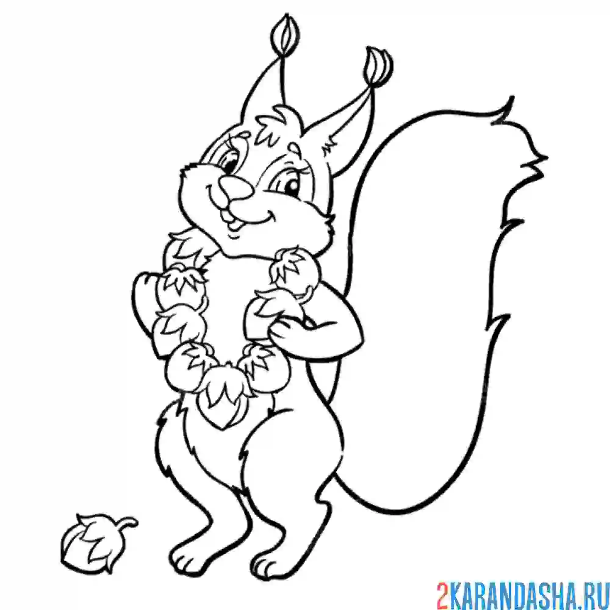 Раскраска белочка в бусах из орехов