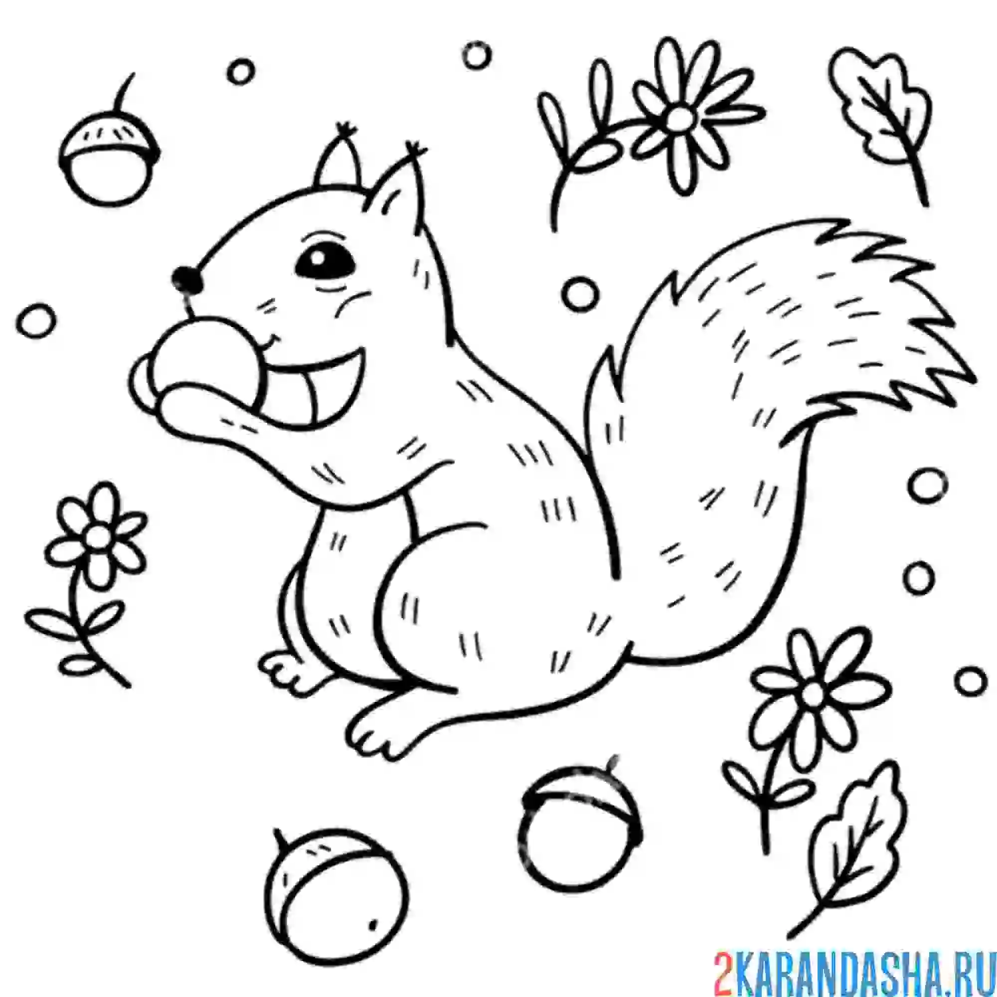 Раскраска белка грызет орех