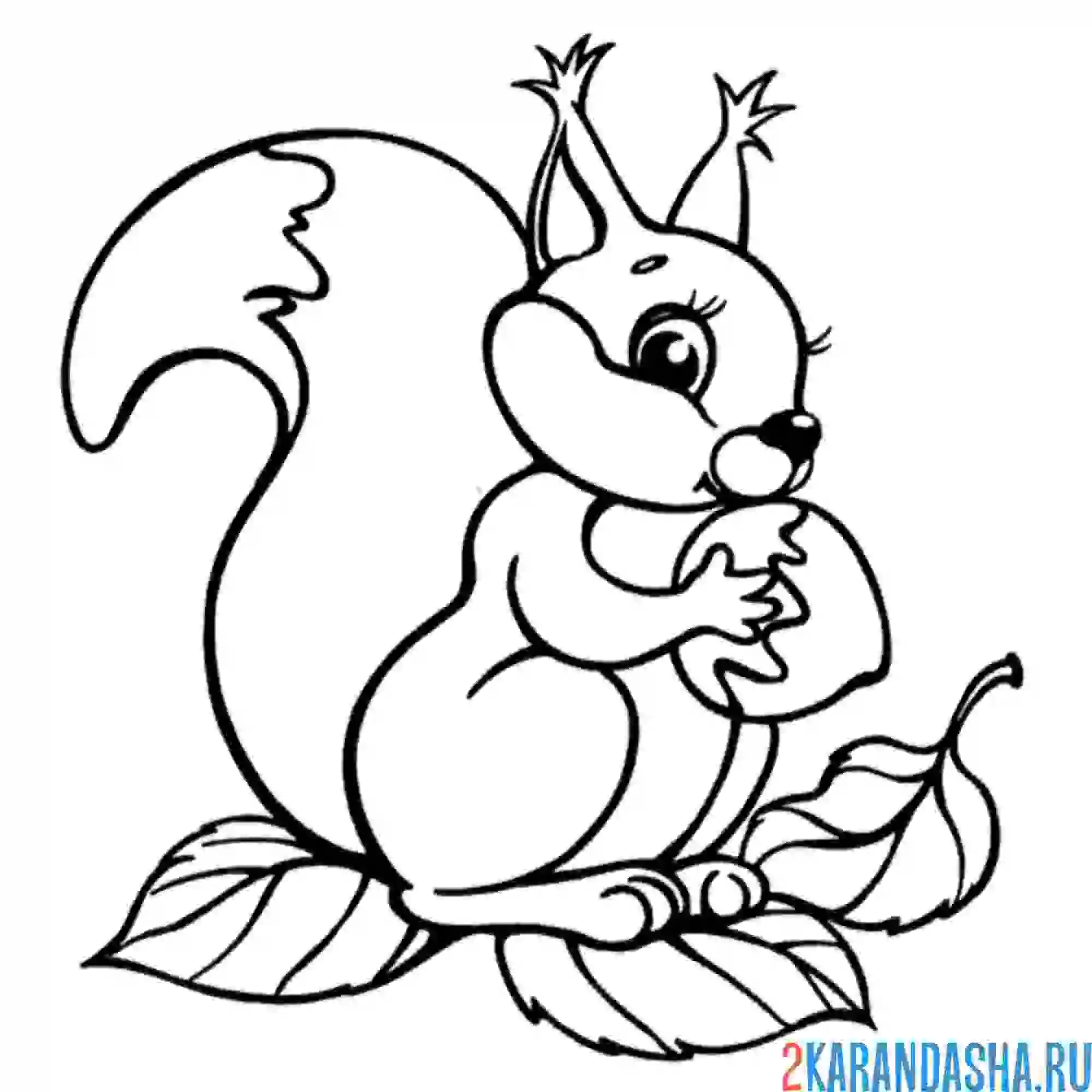 Раскраска белочка с орешком на ветке