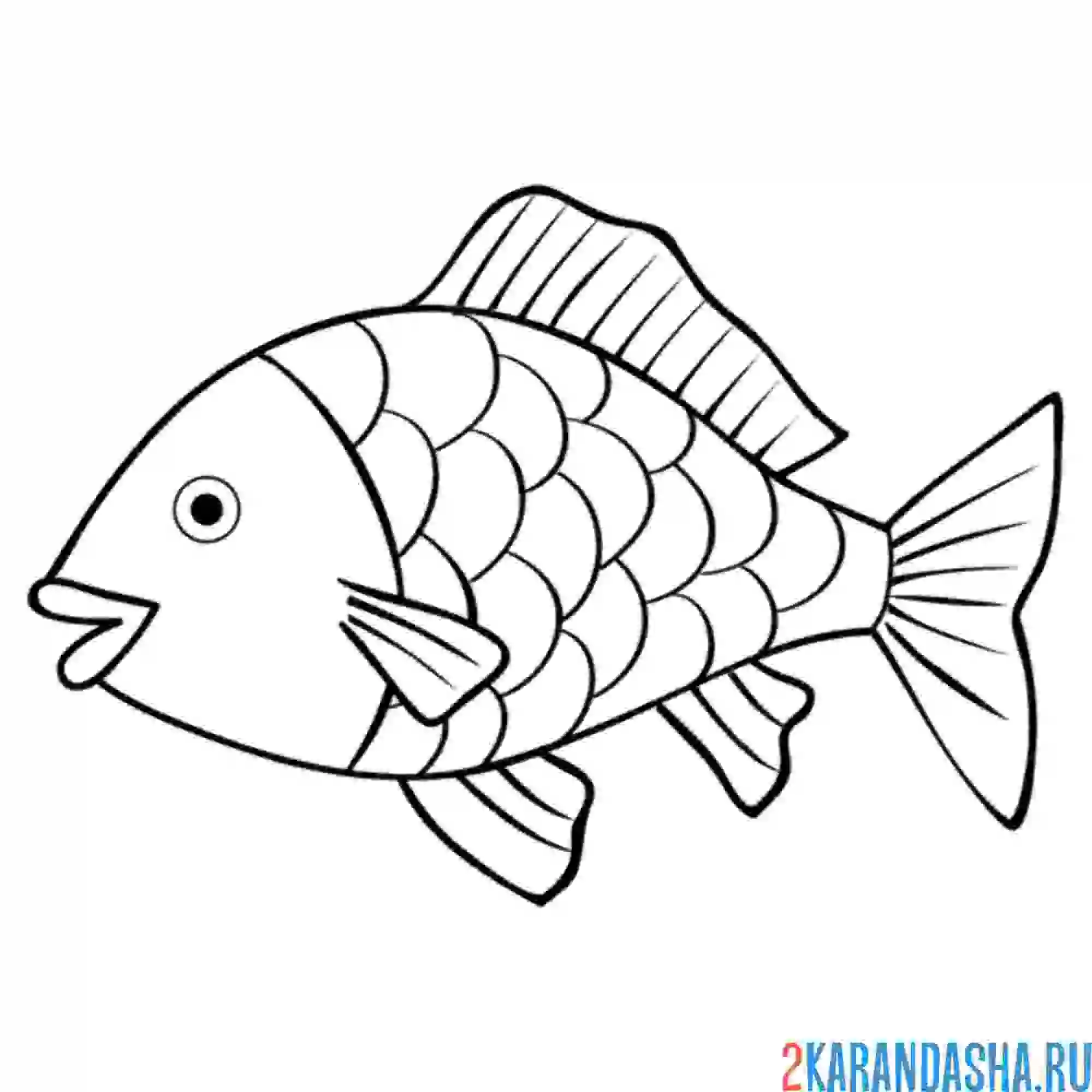 Раскраска речная рыба