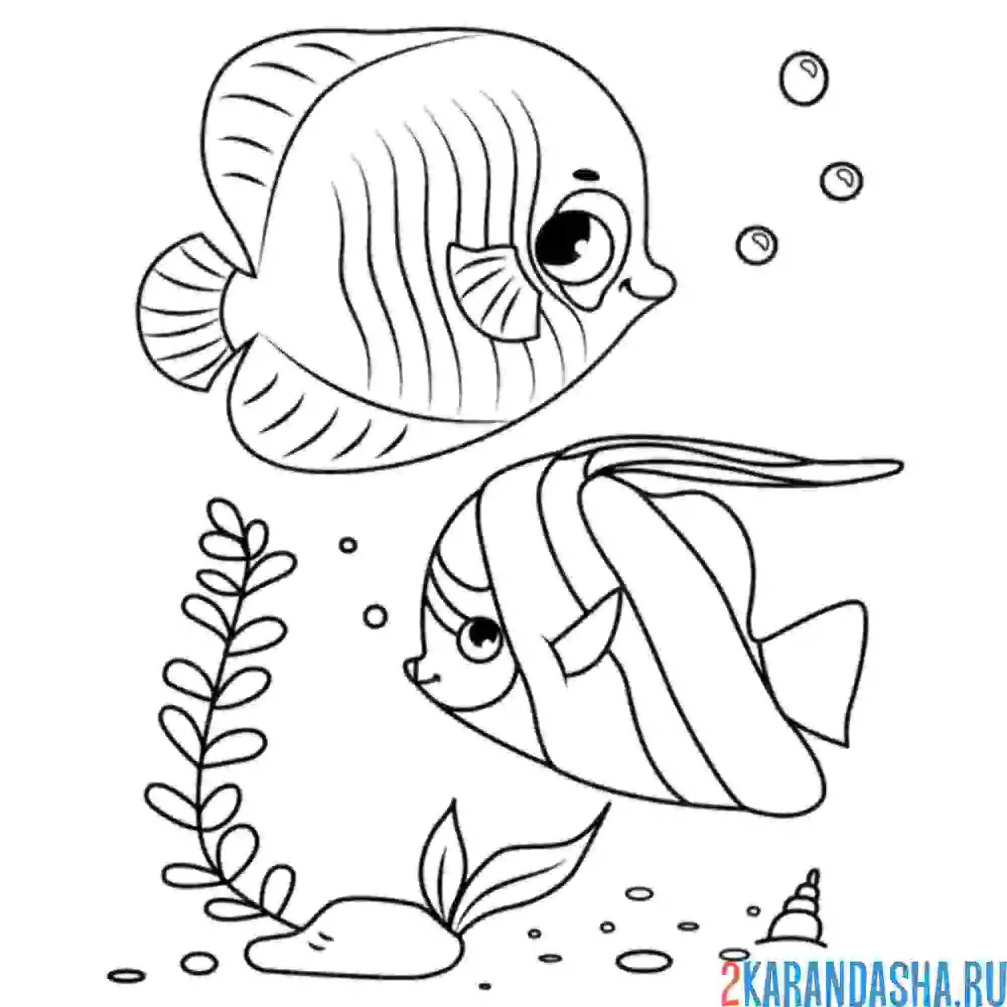 Раскраска две морских рыбки