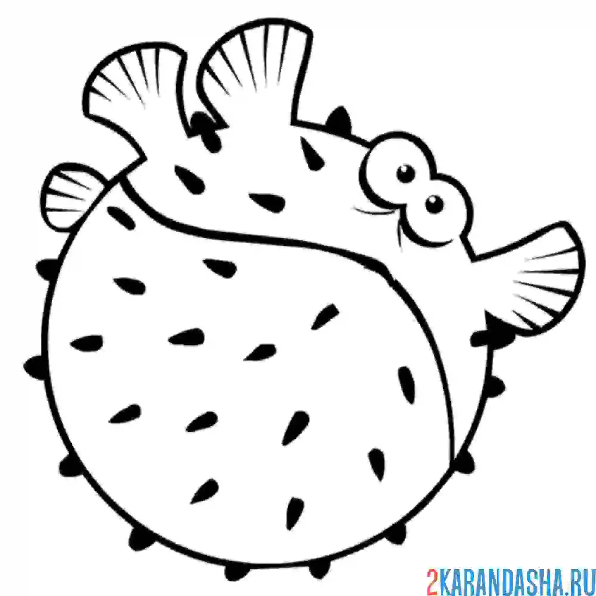 Раскраска рыба-шар напугалась
