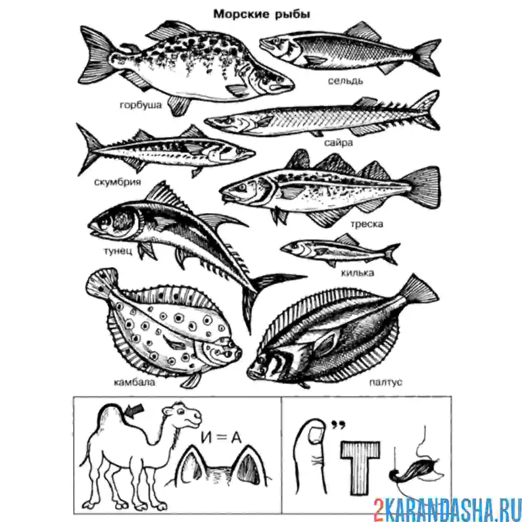 Раскраска рыбы с названиями