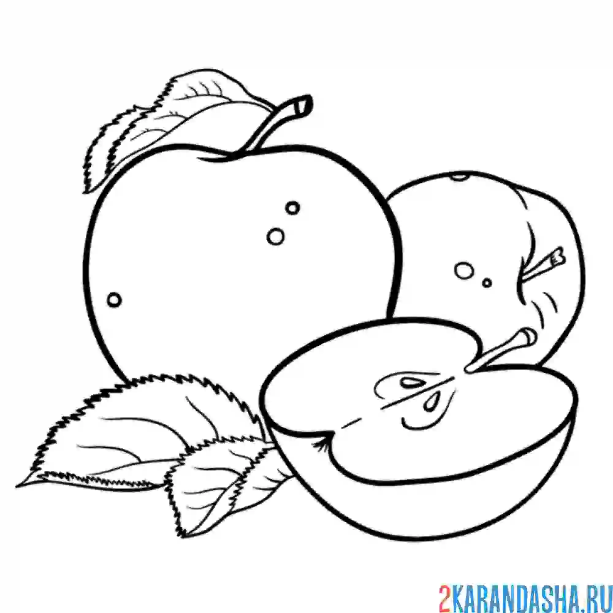 Раскраска яблоко в разрезе
