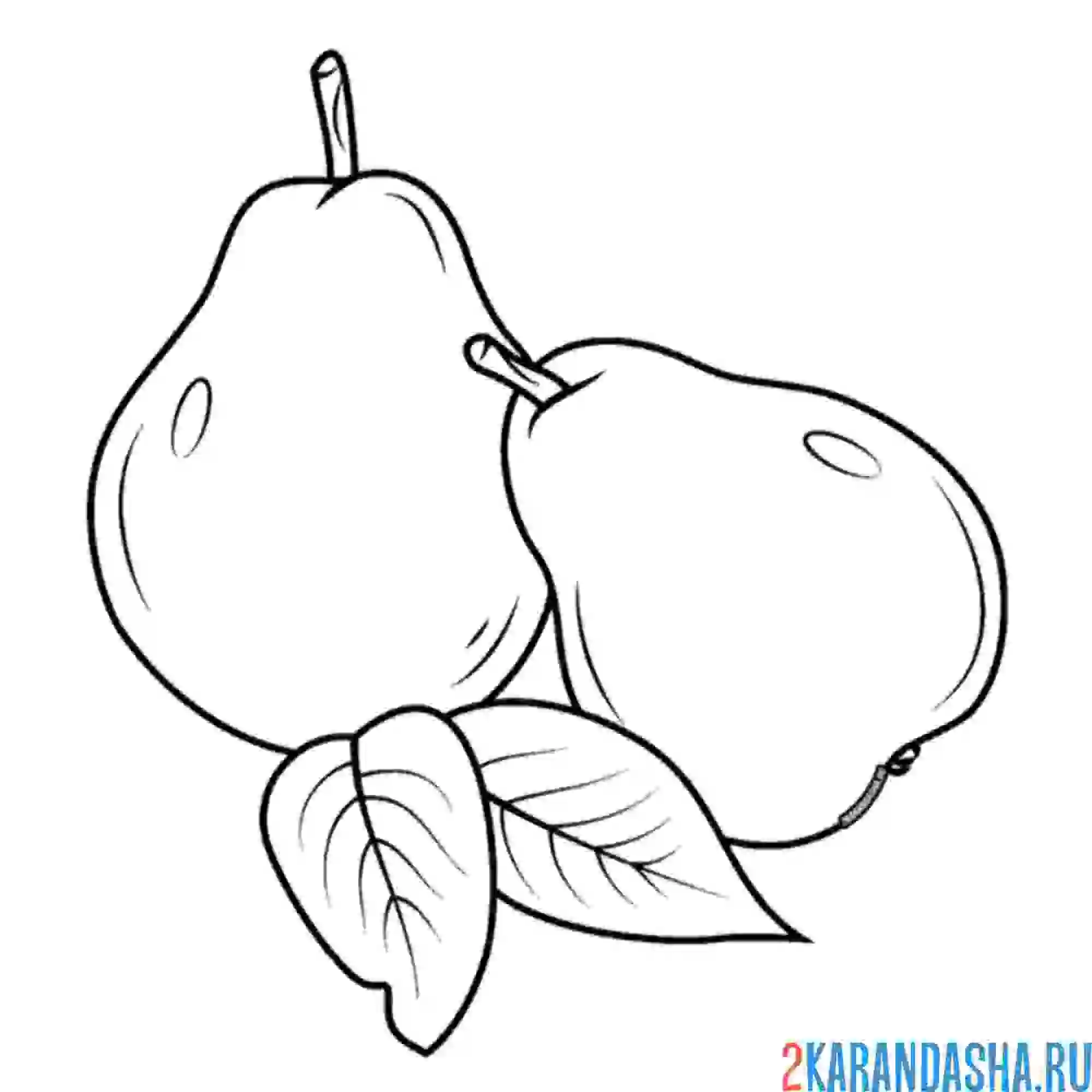 Раскраска две груши лежат