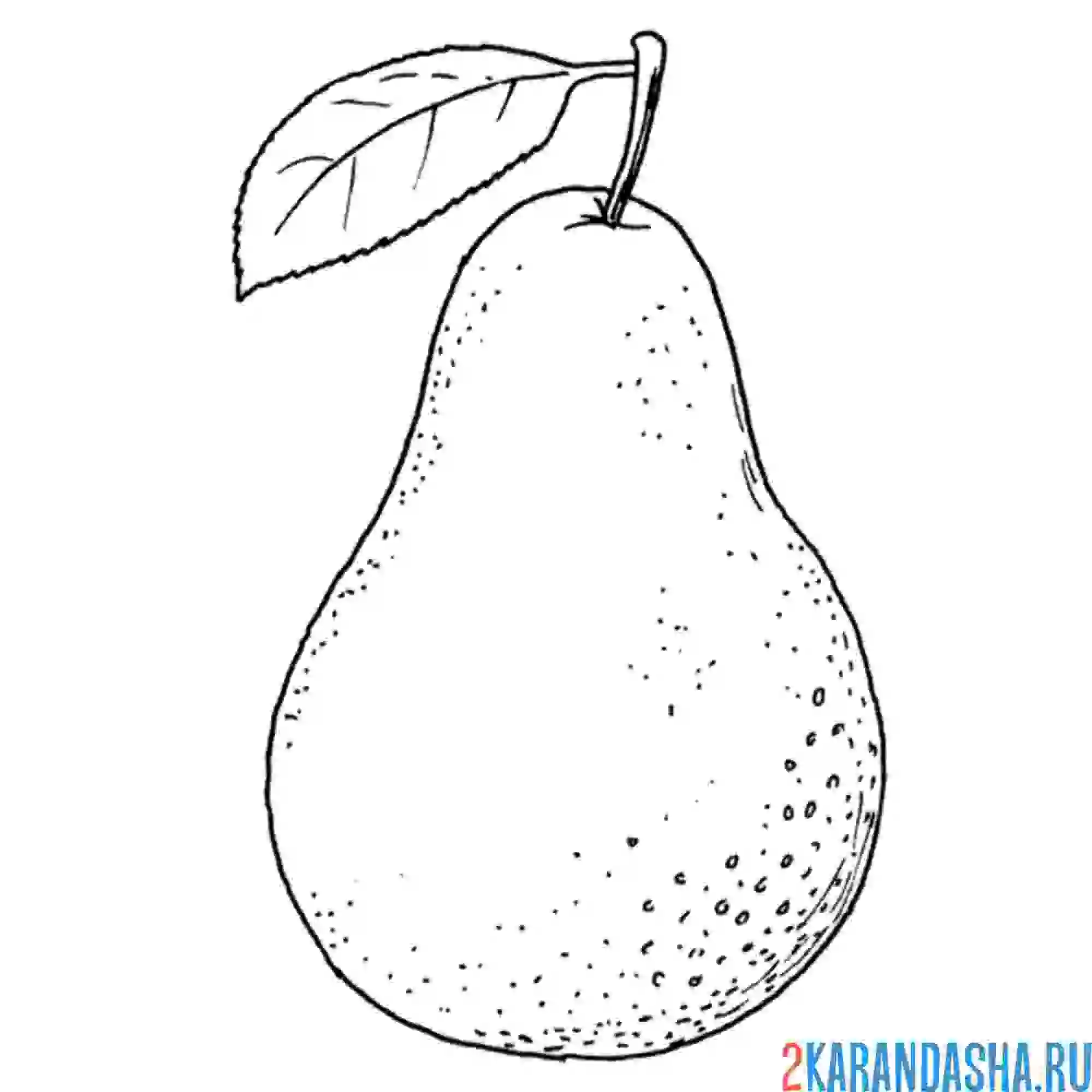 Раскраска груша прямо с дерева