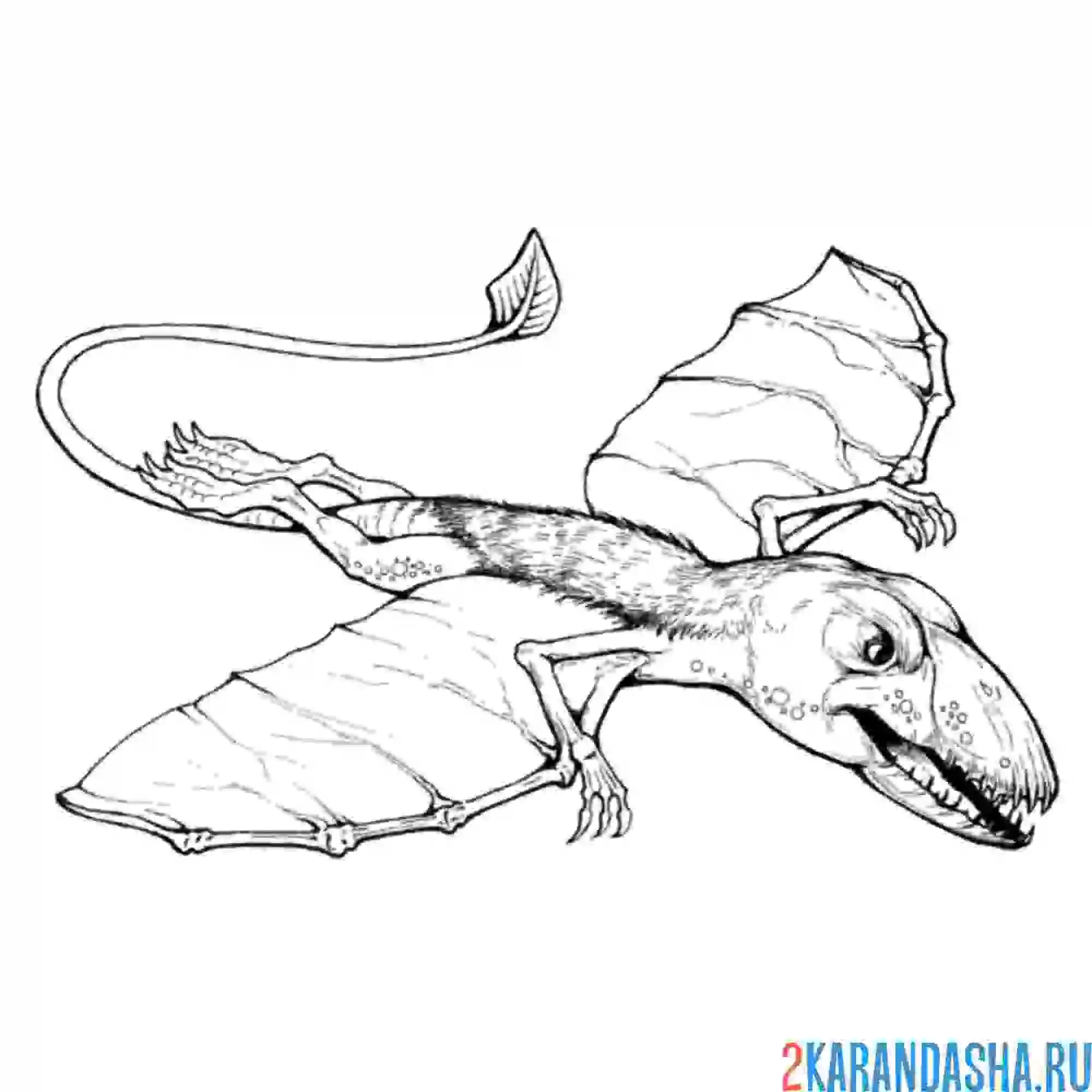 Раскраска диморфодон