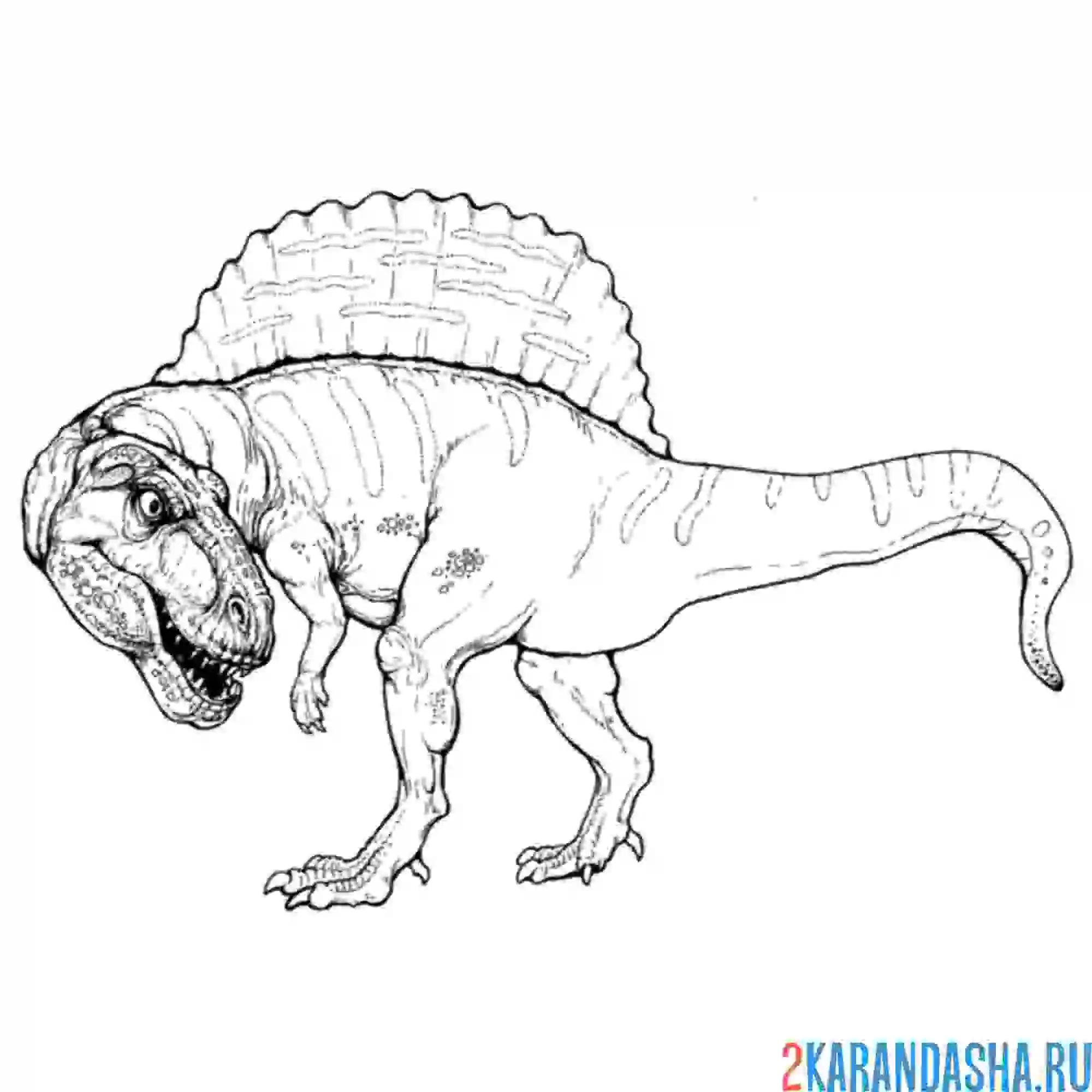 Раскраска спинозавр род ихтиофаговых тероподовых динозавров
