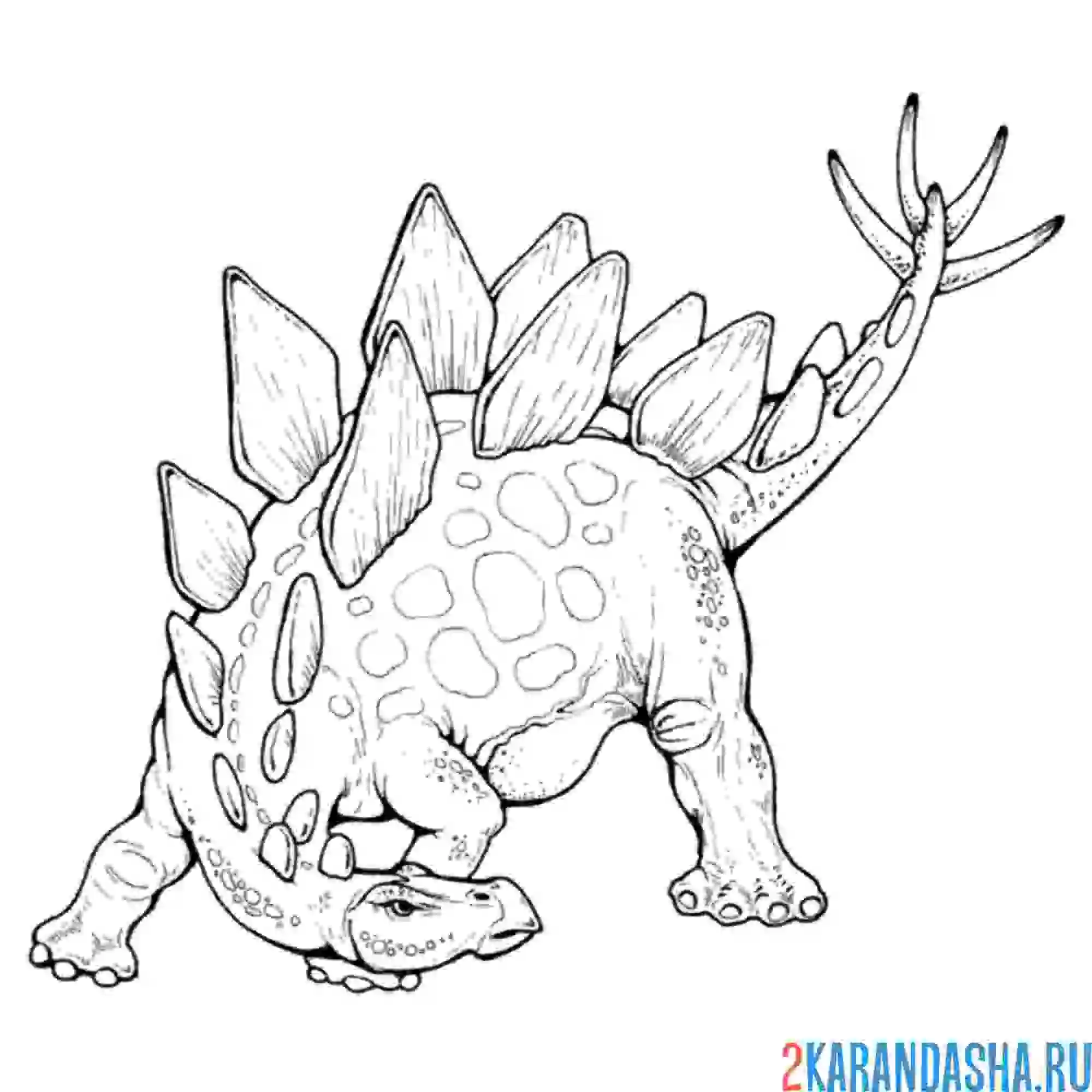 Раскраска стегозавр динозавр