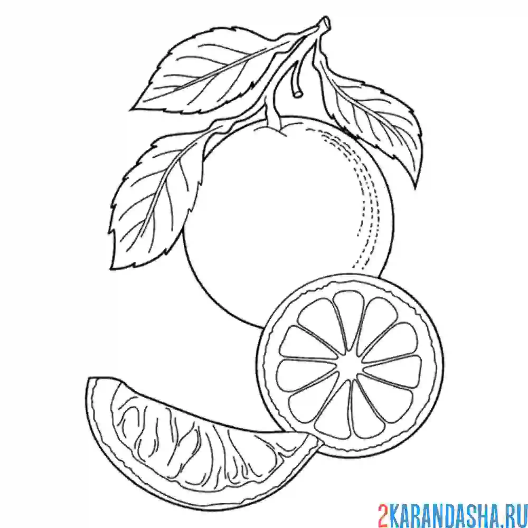 Раскраска апельсины настоящие