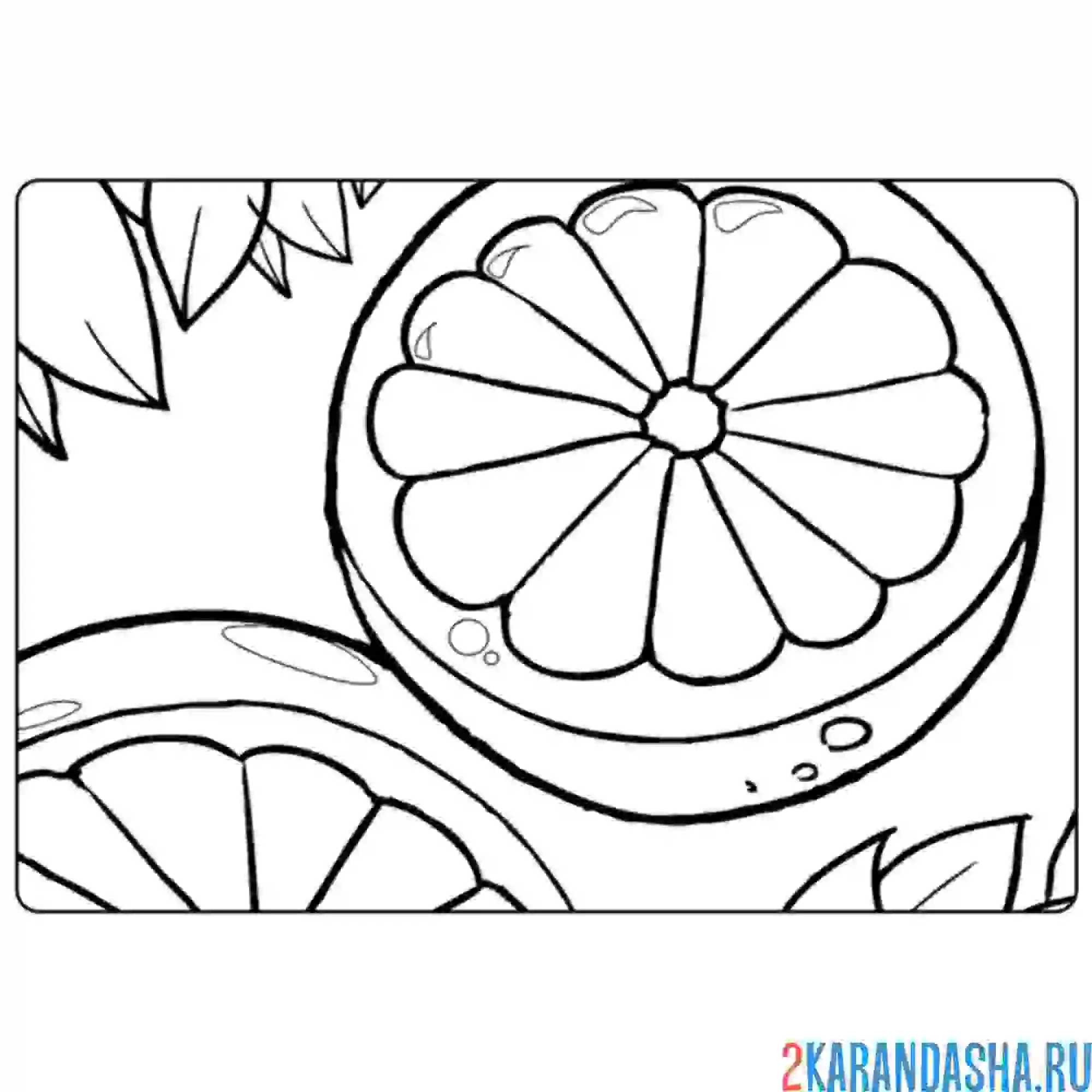 Раскраска апельсины