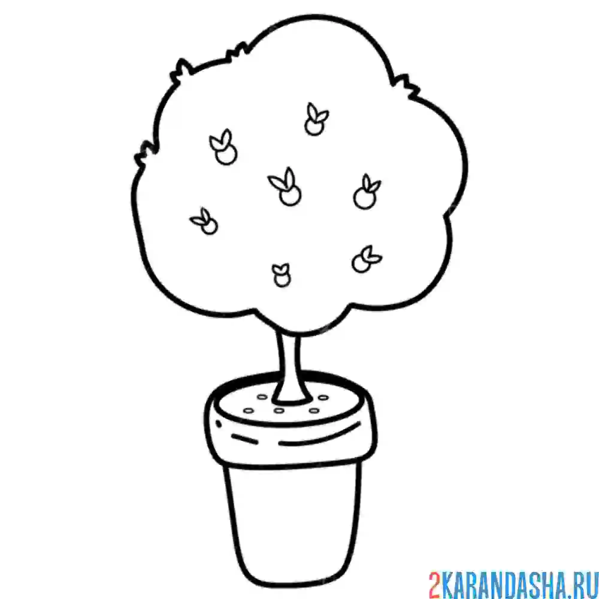 Раскраска апельсиновое дерево