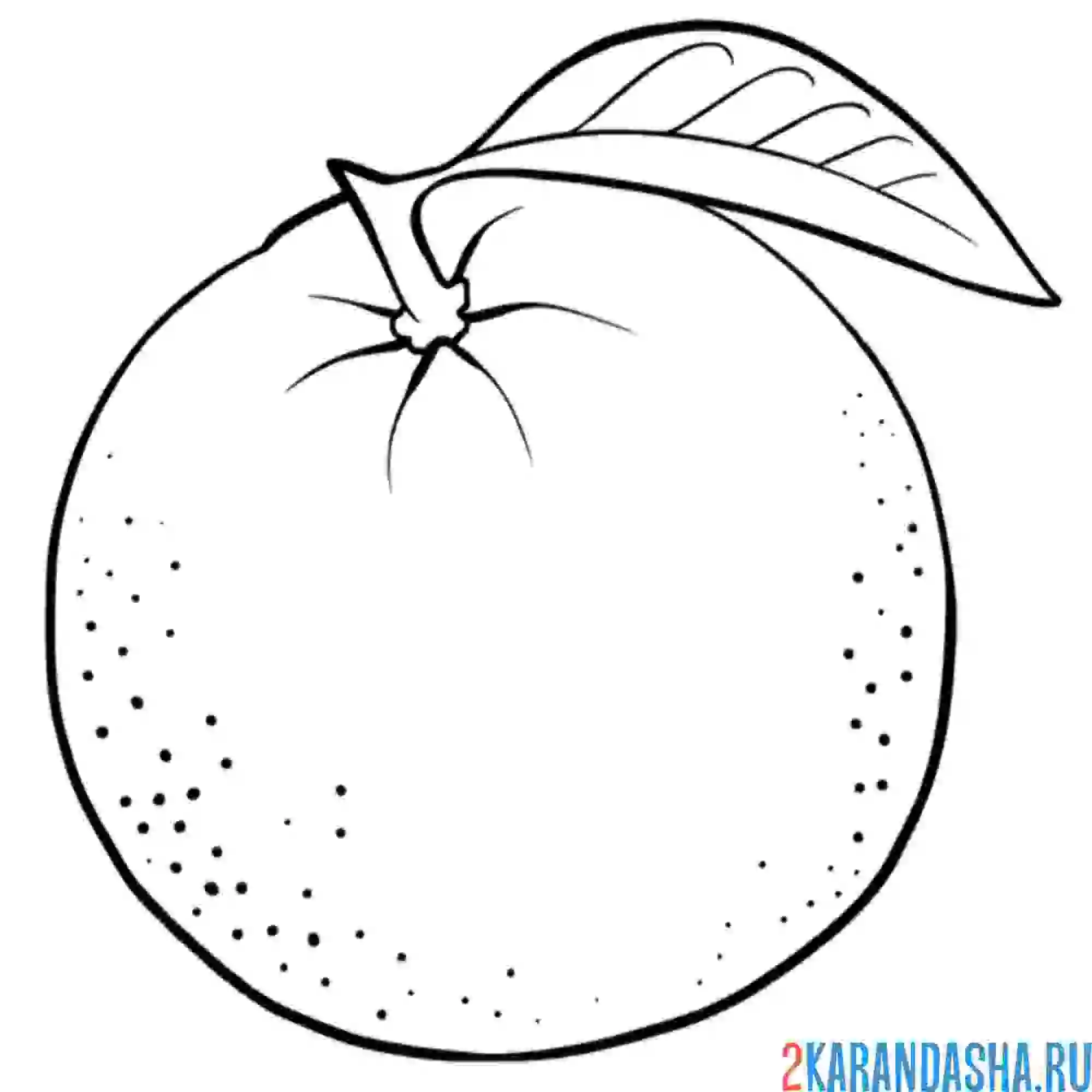 Раскраска настоящий апельсин