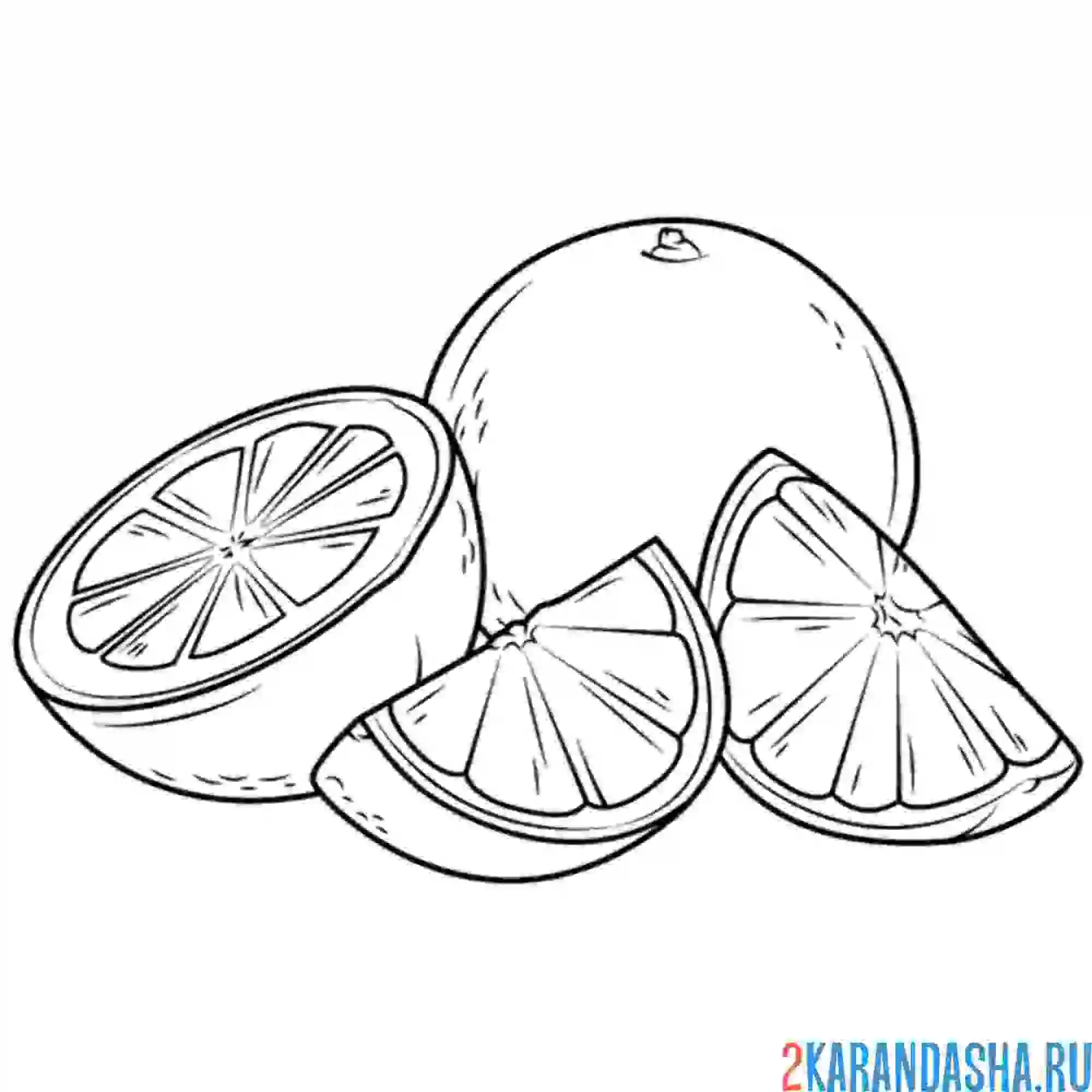 Раскраска апельсин и дольки