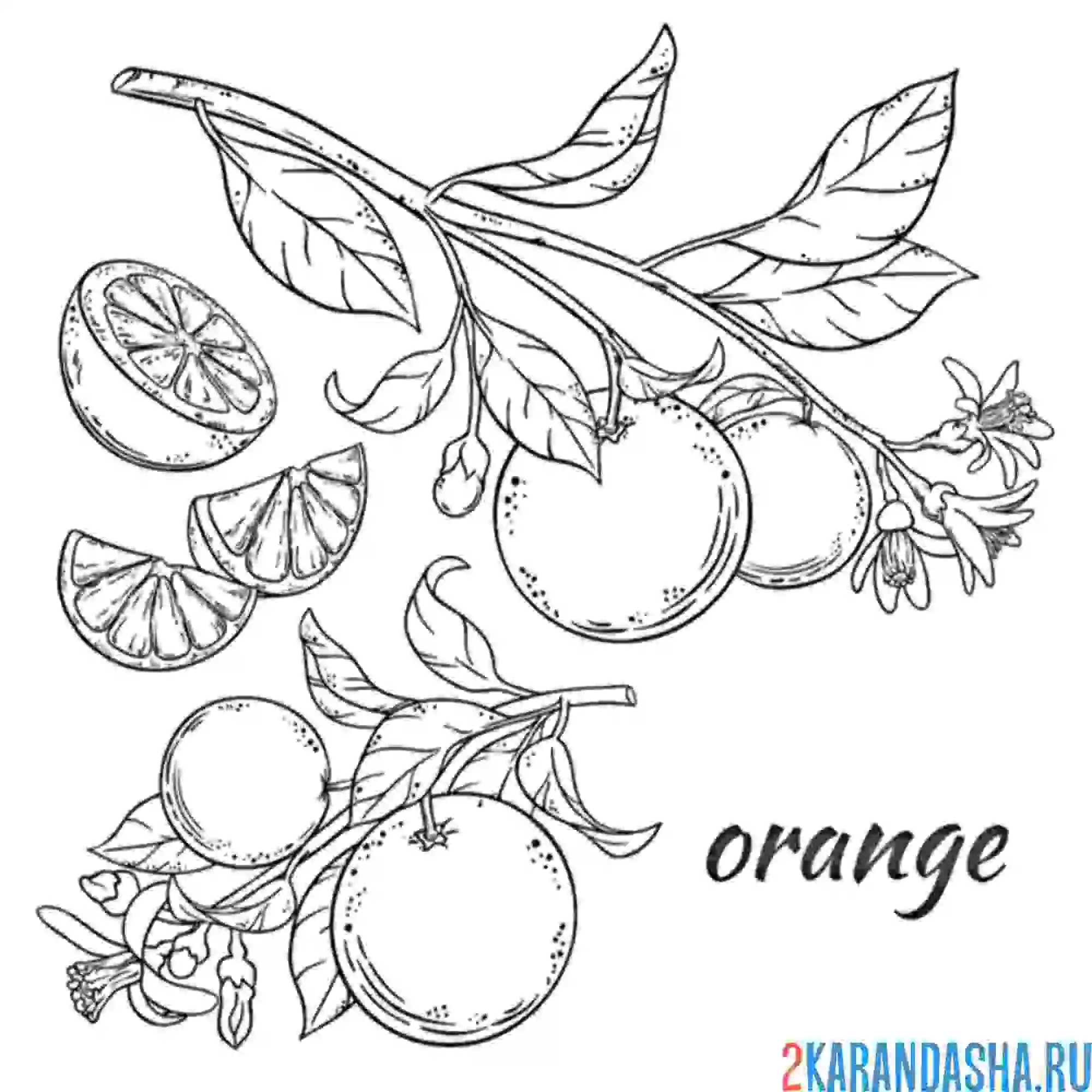 Раскраска апельсины на ветке с листьями