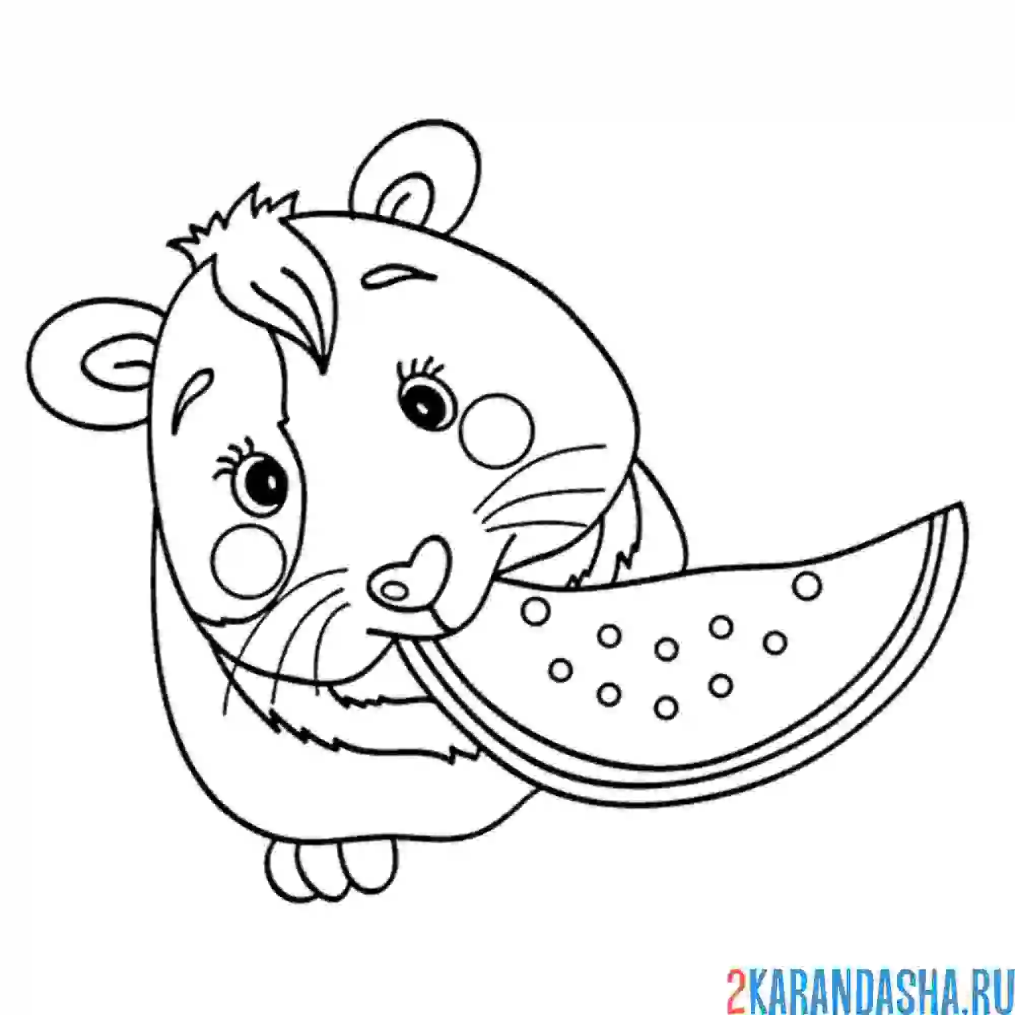 Раскраска хомяк ест арбуз