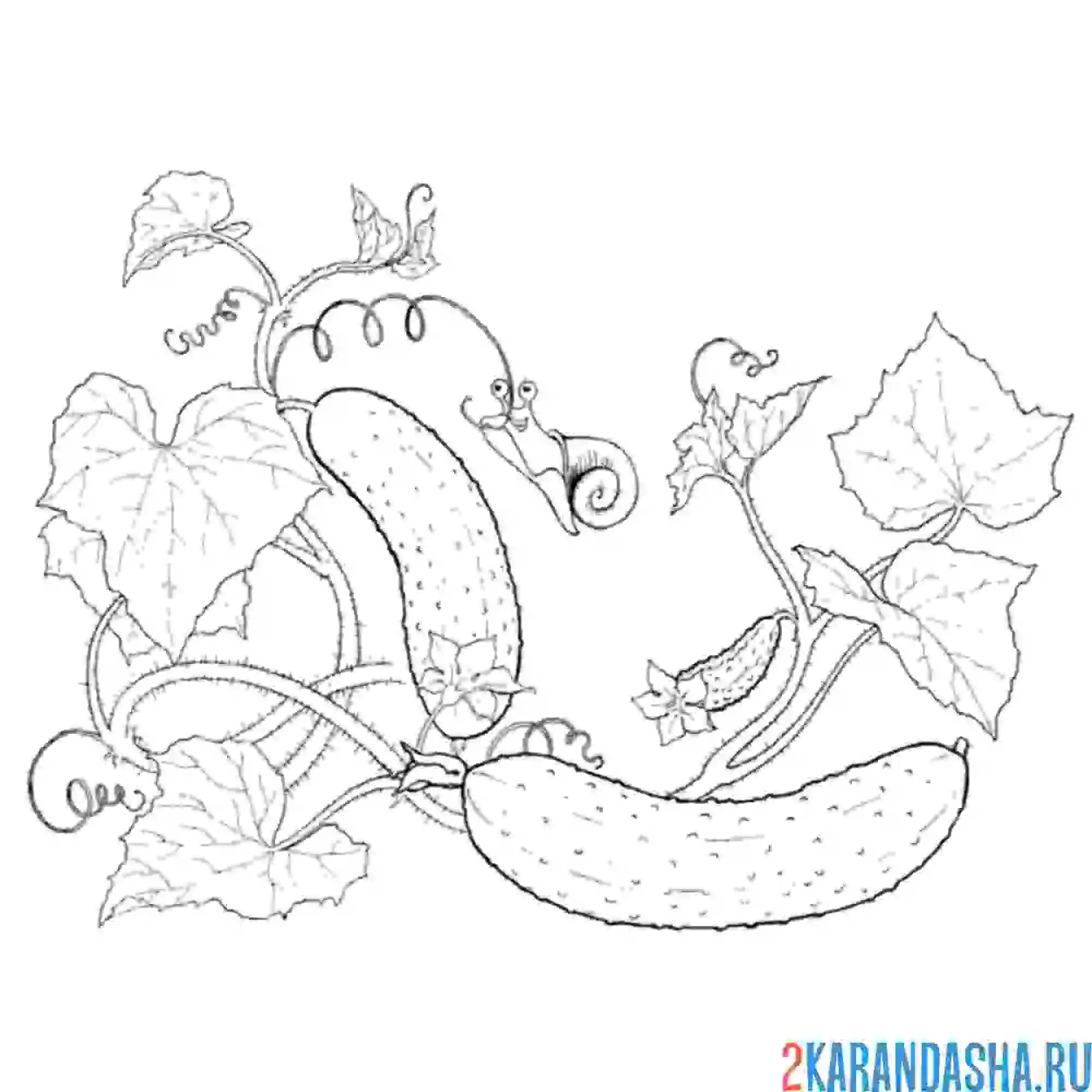 Раскраска много огурцов