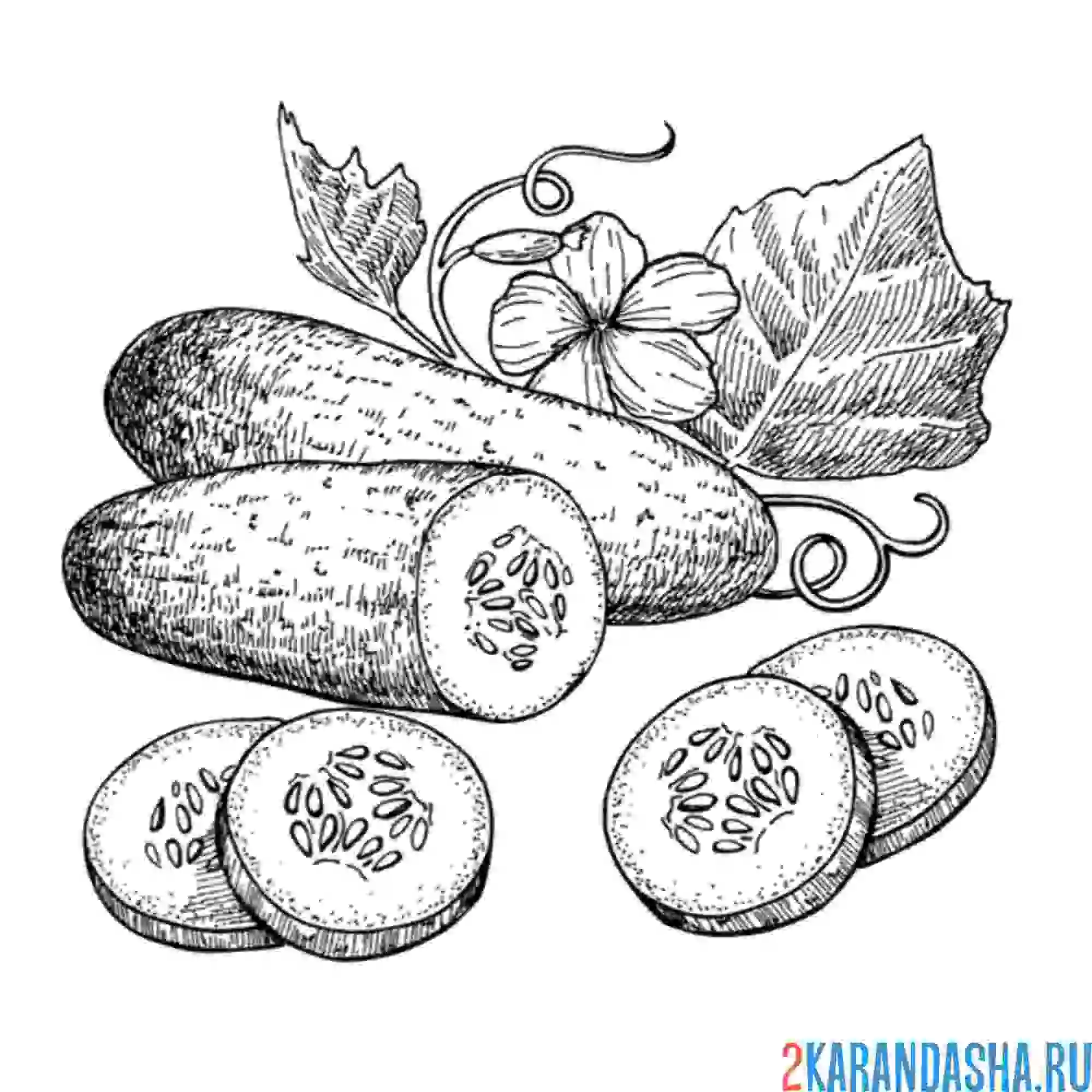 Раскраска картинка огурец