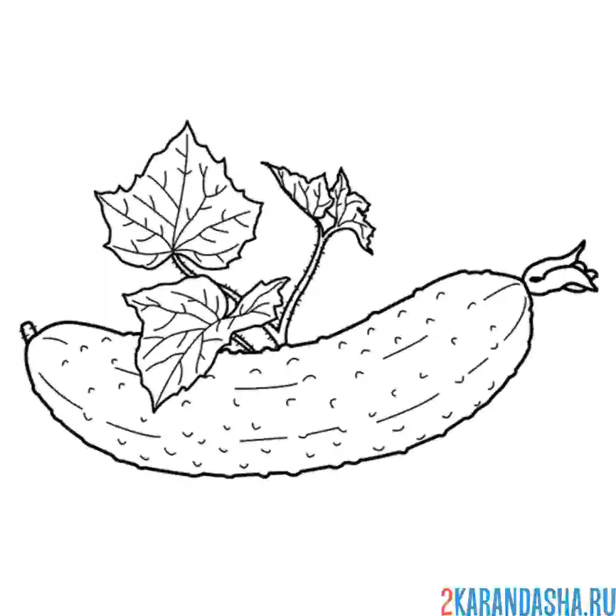 Раскраска зеленый огурец