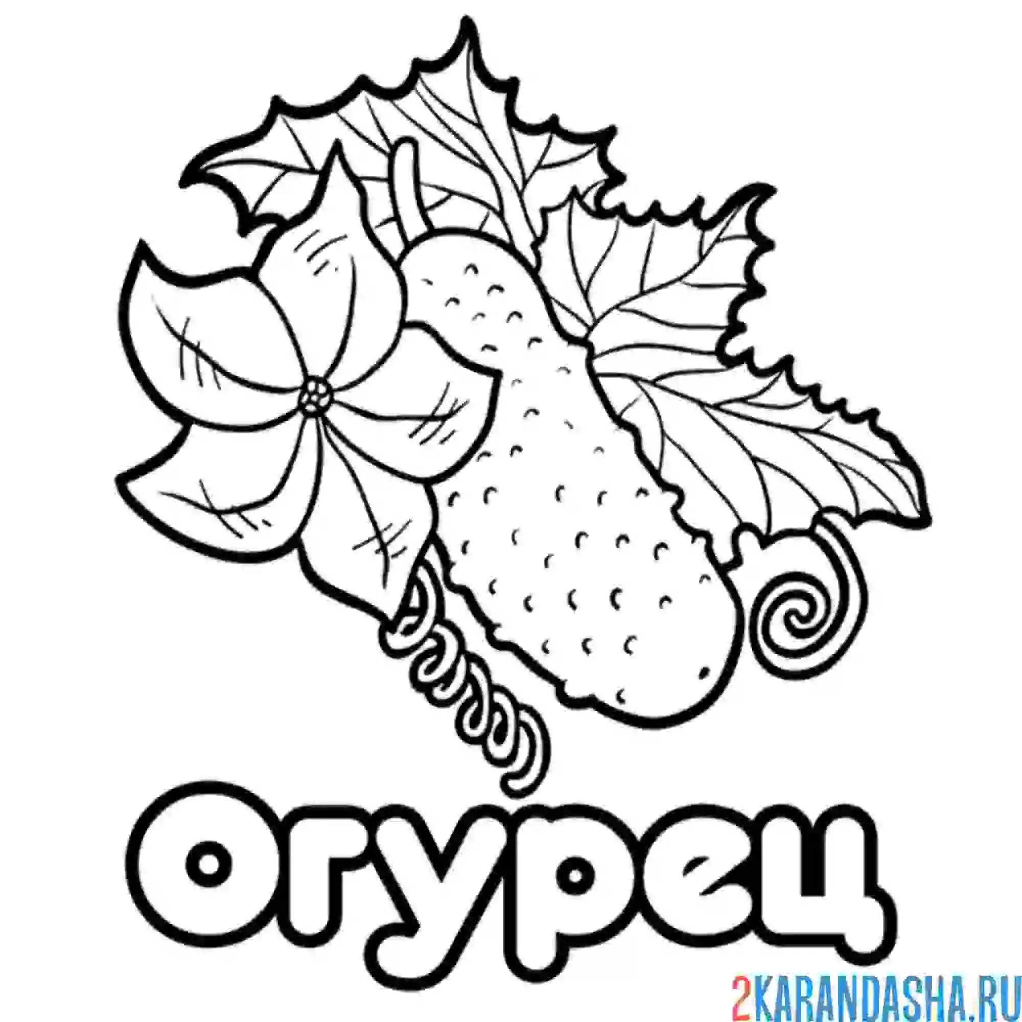 Раскраска огурец