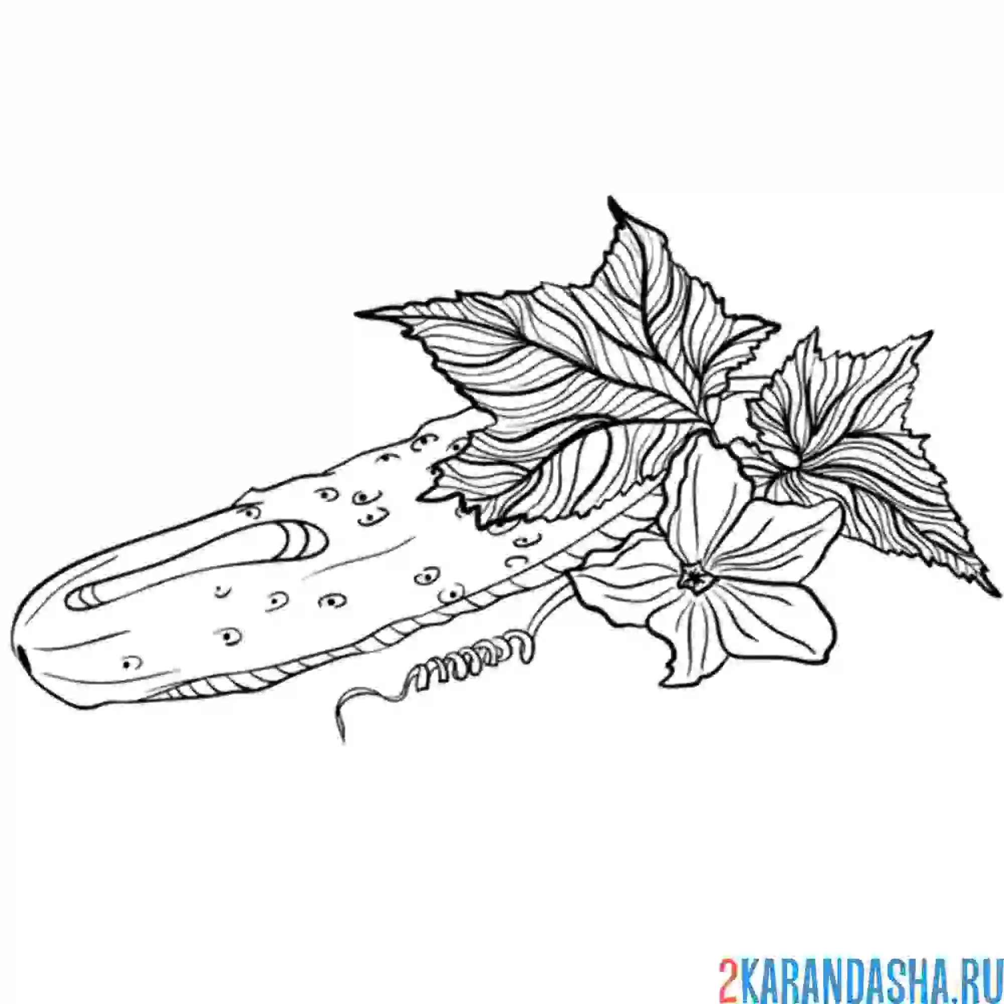 Раскраска огурец на грядке