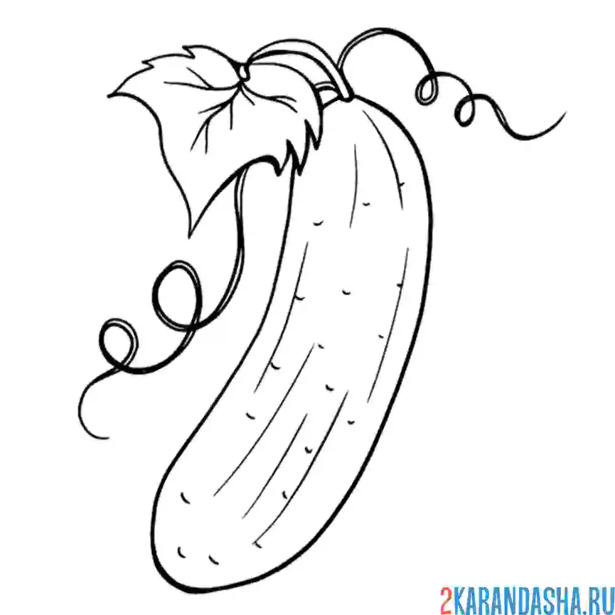 Раскраска настоящий огурец