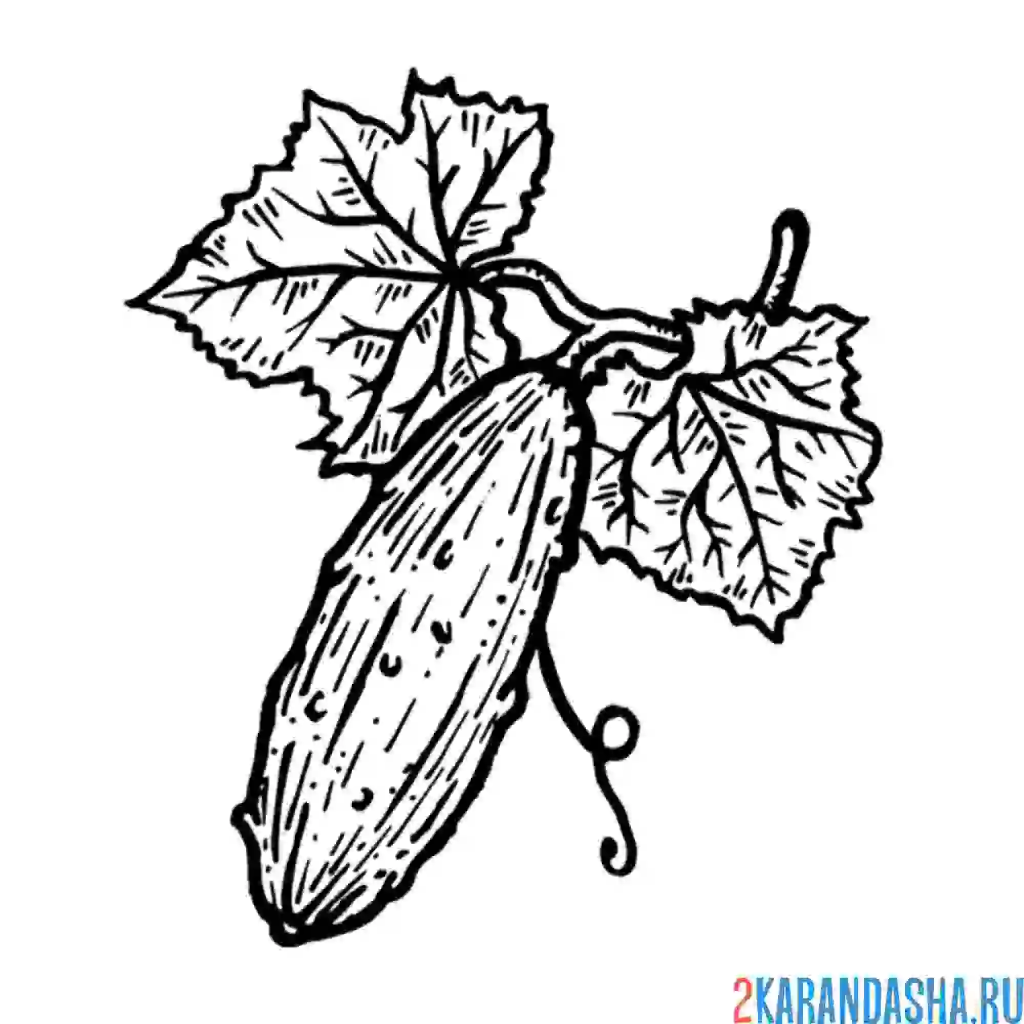 Раскраска огурец в огороде