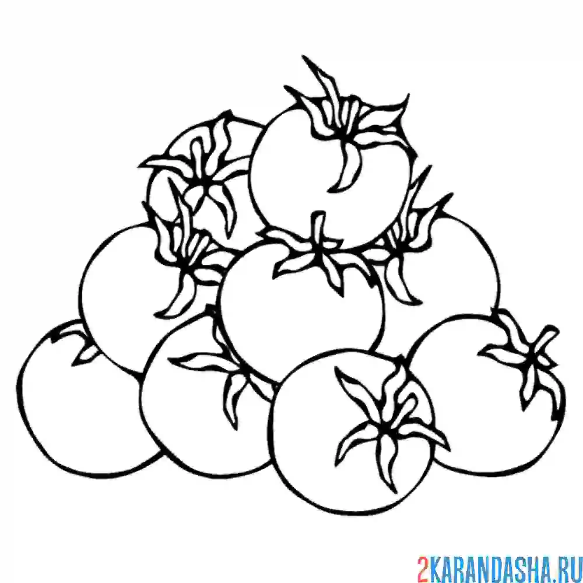 Раскраска томаты черри много