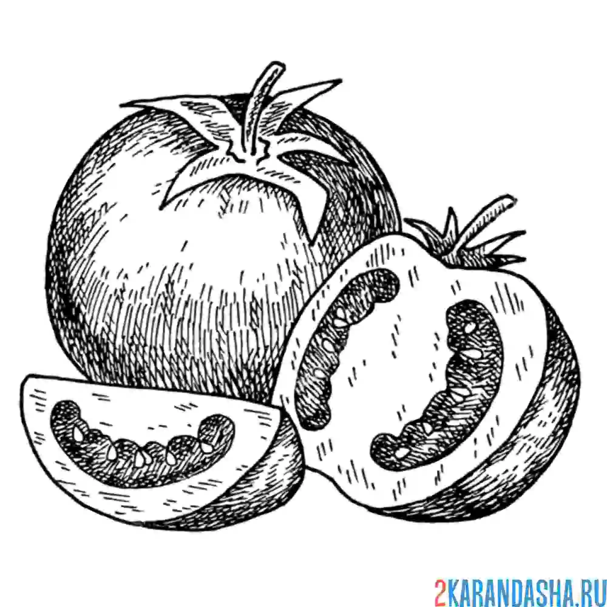 Раскраска помидор рисунок