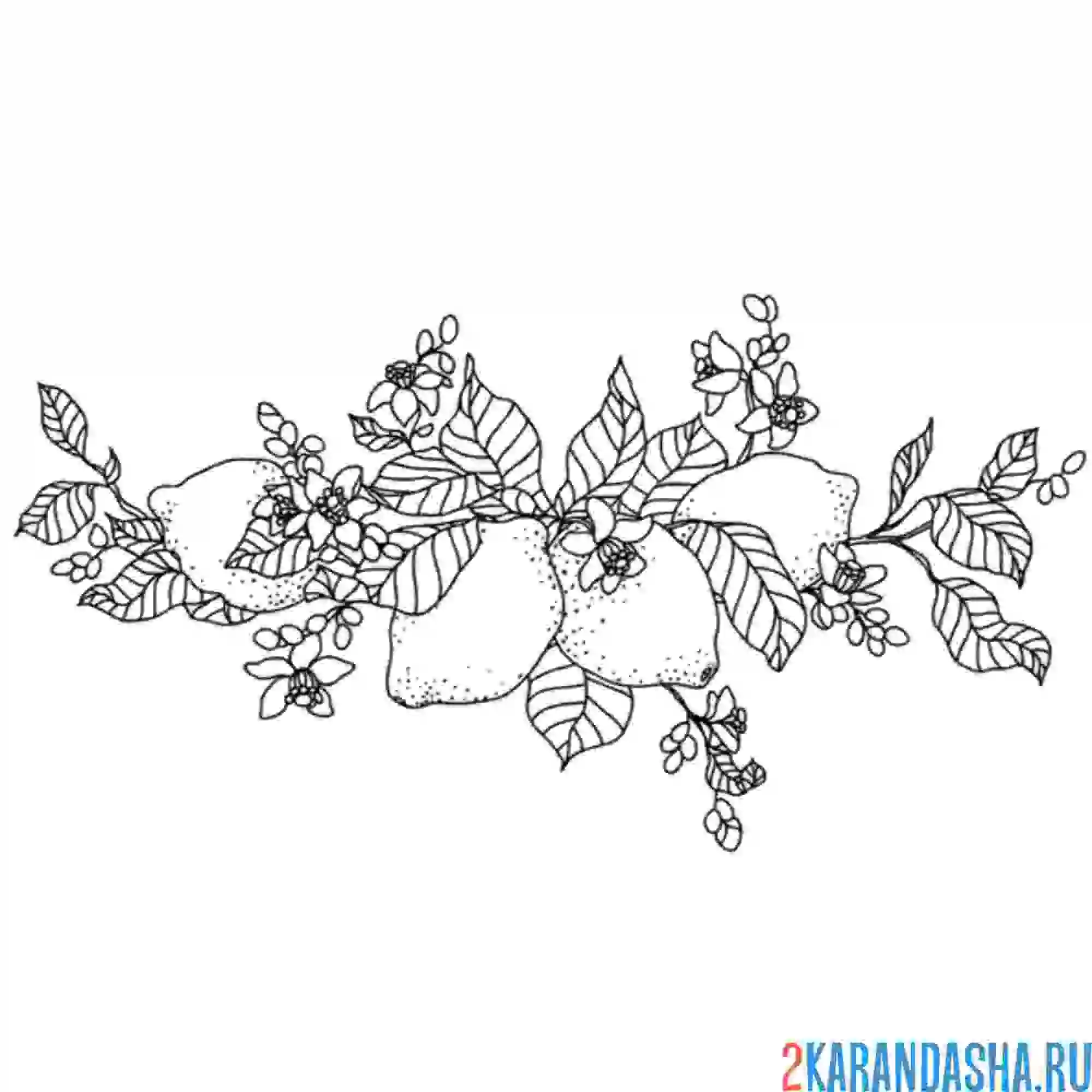 Раскраска лимон на ветке