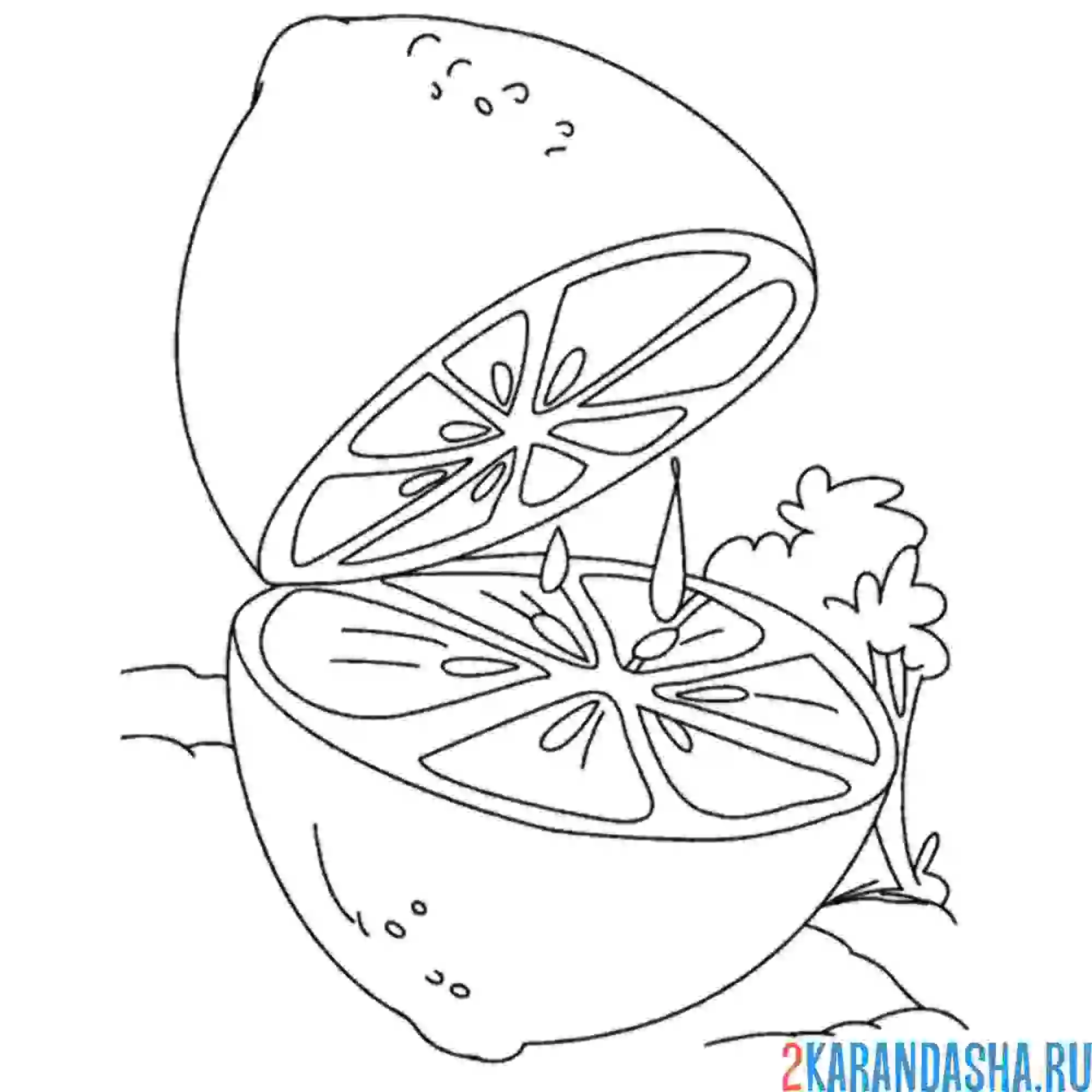 Раскраска лимон в разрезе