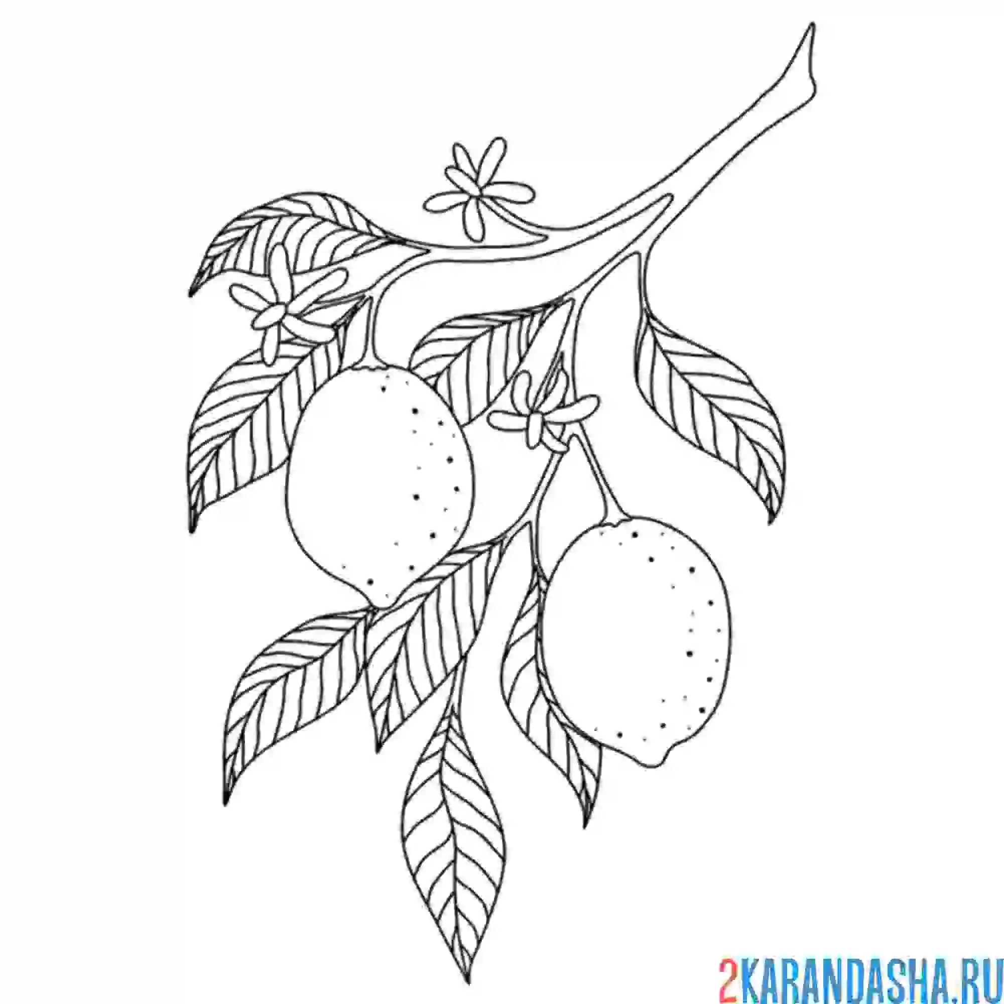 Раскраска лимоны на ветке