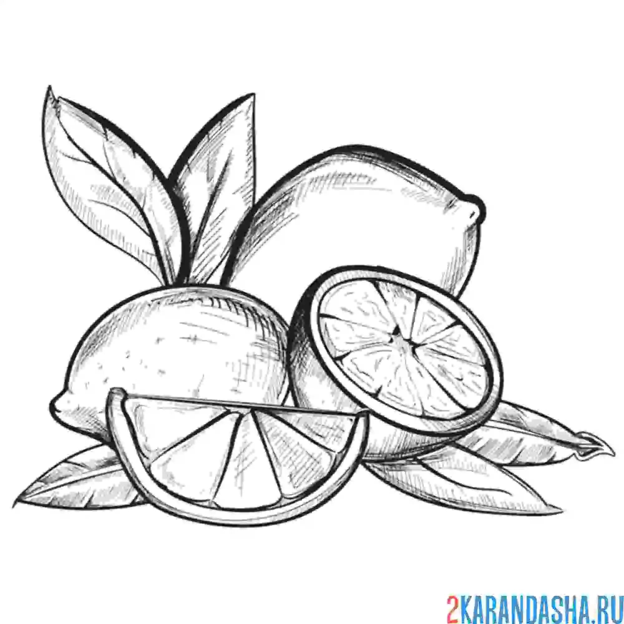 Раскраска цитрусовые лимоны