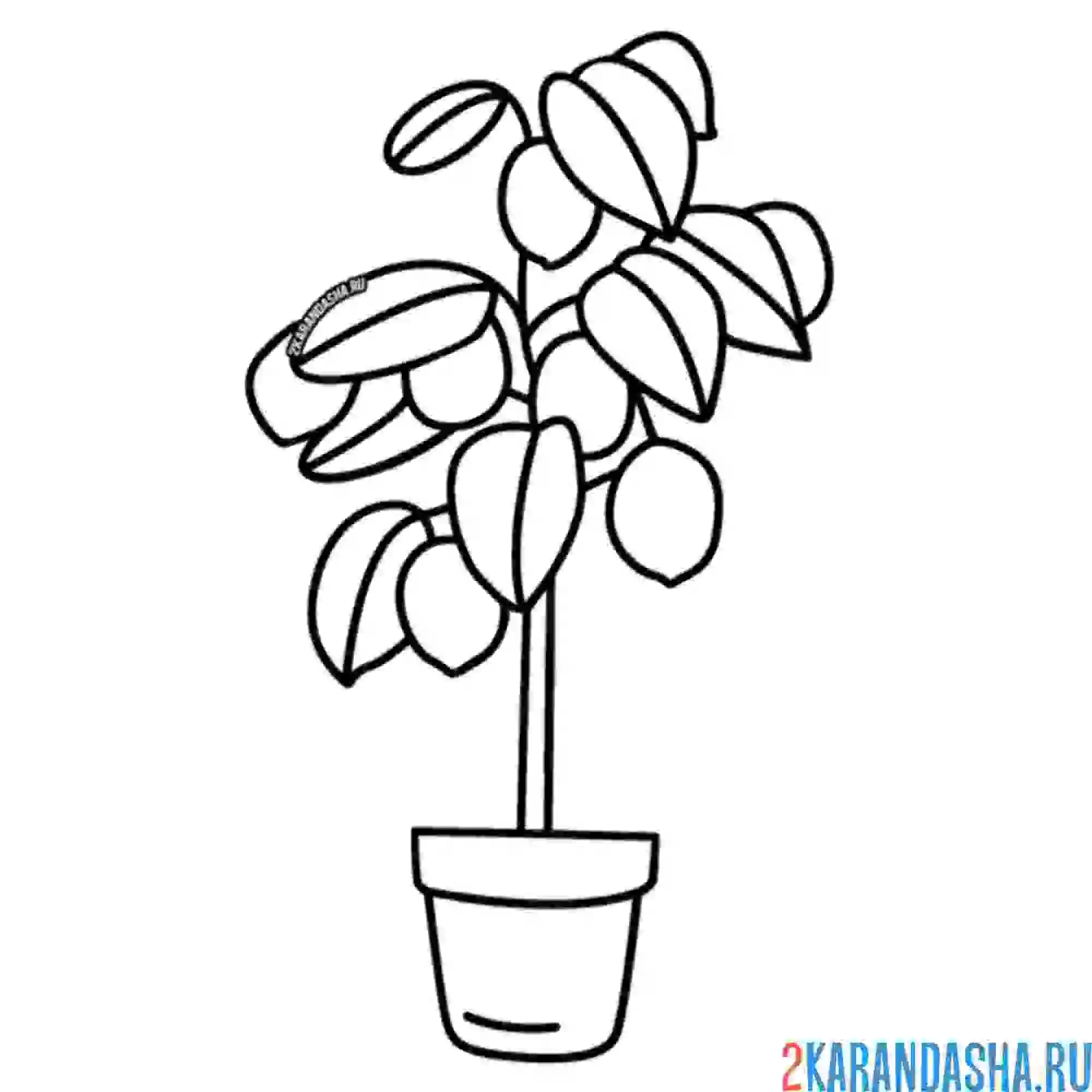 Раскраска лимон в горшке